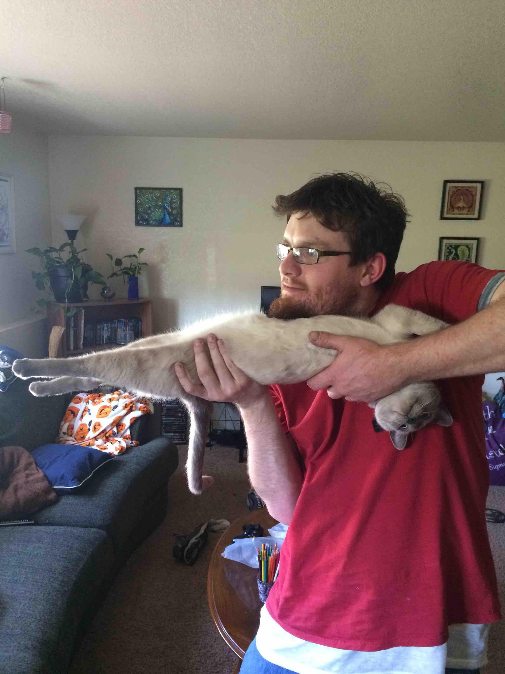 This is my rifle, there are many such rifles, but this one is mine. - The photo, cat, My master is an idiot, Pets