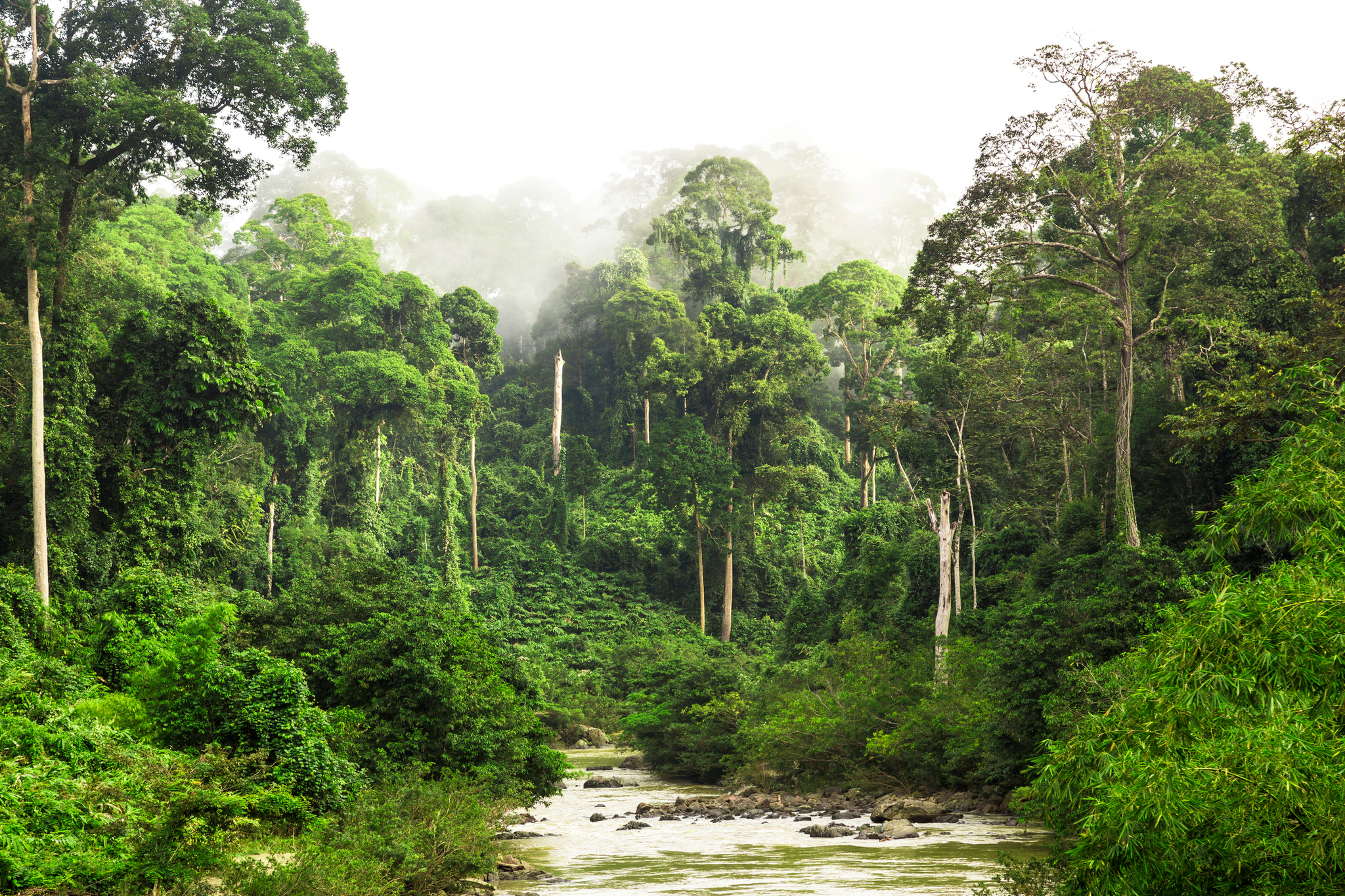 Malaysia. rain forest - Sea, Malaysia, Forest, Tropics, wildlife