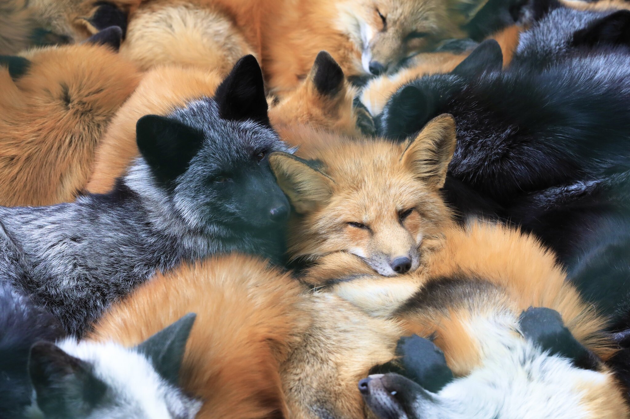 Multifocal heaps - Animals, Fox, The photo, Wild animals