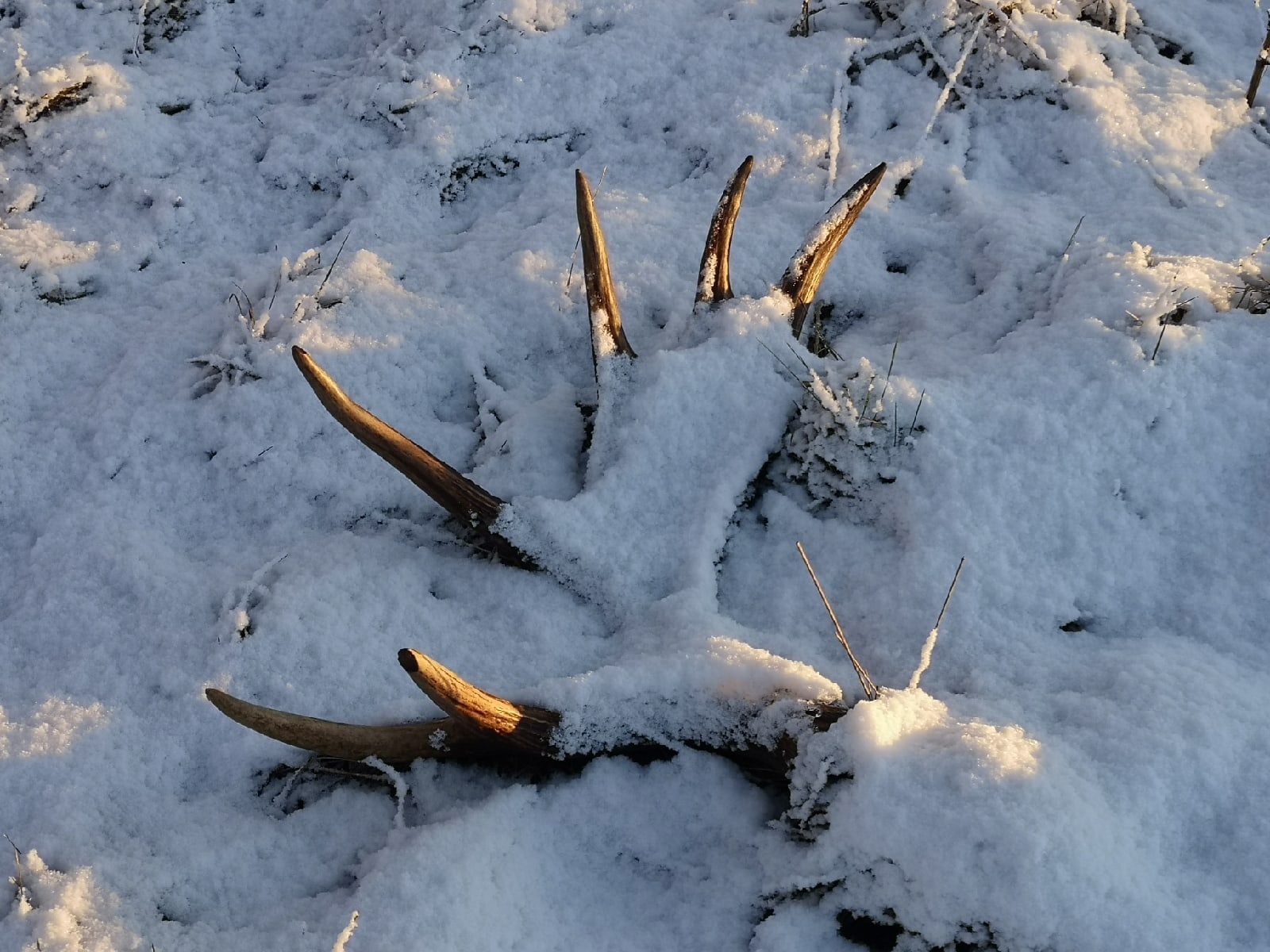 ELKS started shedding HORNS - My, Elk, Horns, Each creature has a pair, Pavel Glazkov, The nature of Russia, Longpost, wildlife