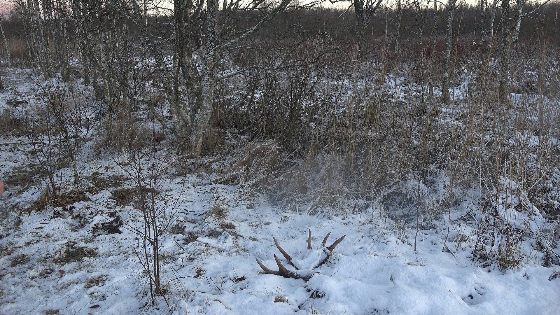 ELKS started shedding HORNS - My, Elk, Horns, Each creature has a pair, Pavel Glazkov, The nature of Russia, Longpost, wildlife