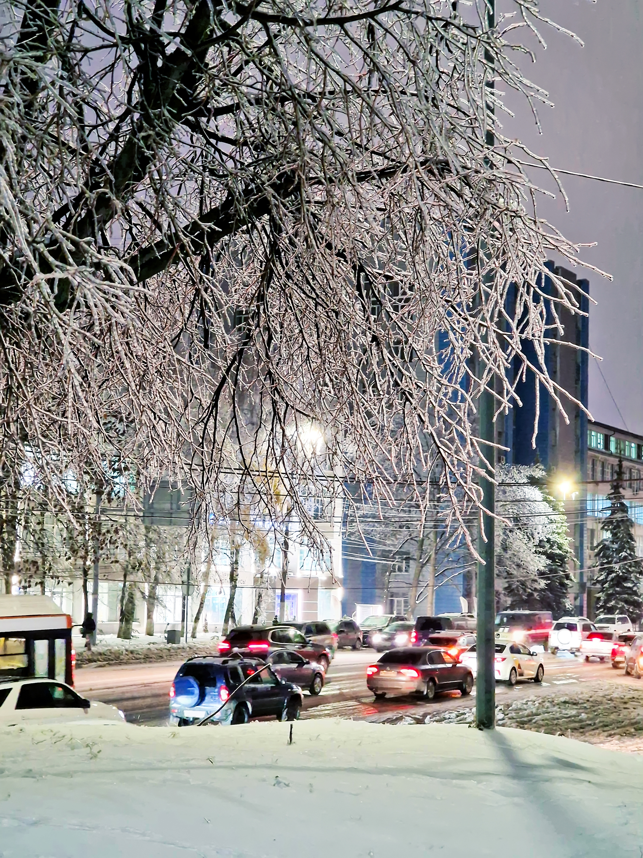 Freezing Rain Glaze - My, Nizhny Novgorod, Rain, Ice, Nature, Plants, Longpost