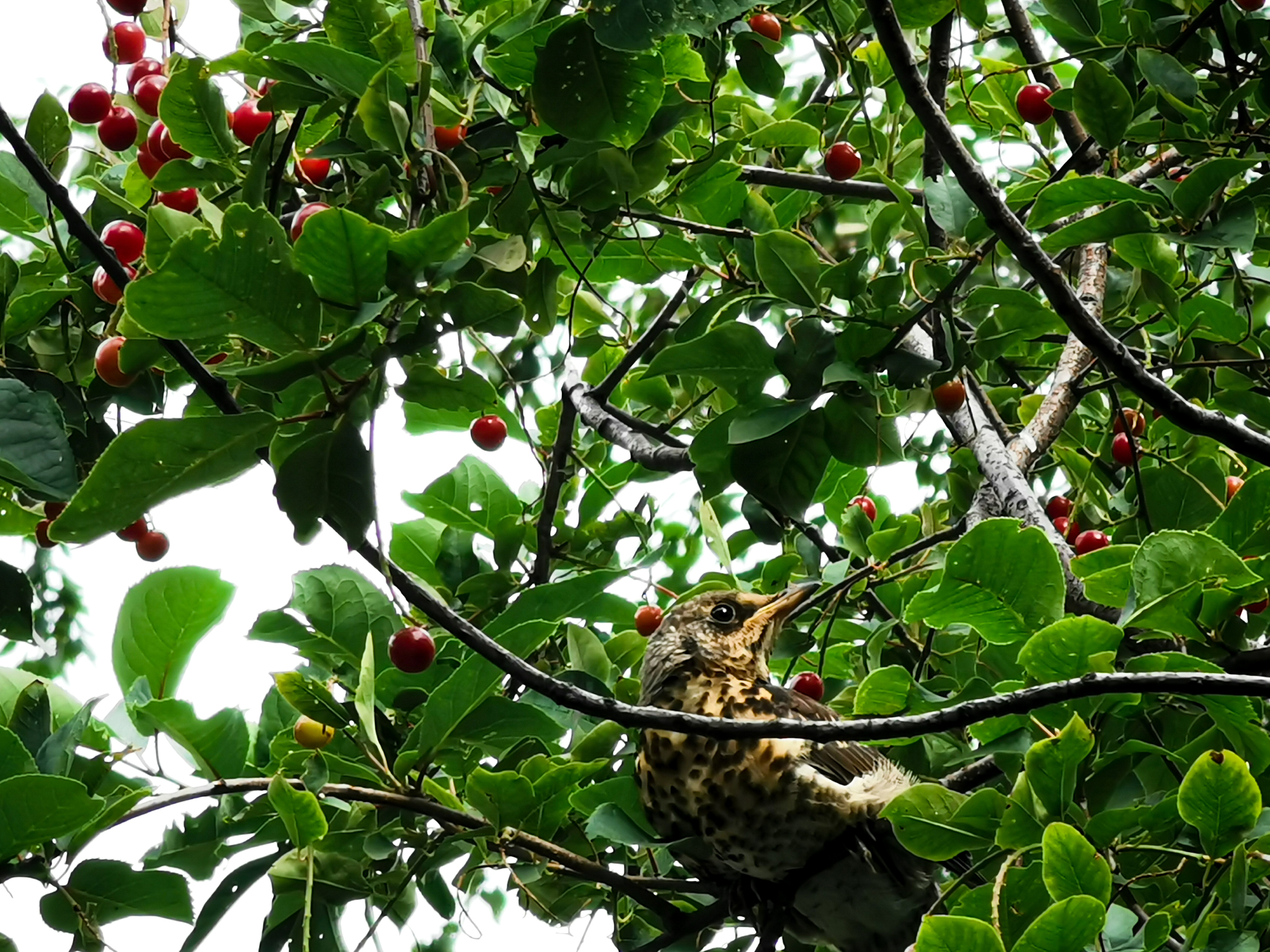 Thrush sharpens cherries - My, The photo, Mobile photography, Moscow, Thrush, Cherry, Birds, Summer