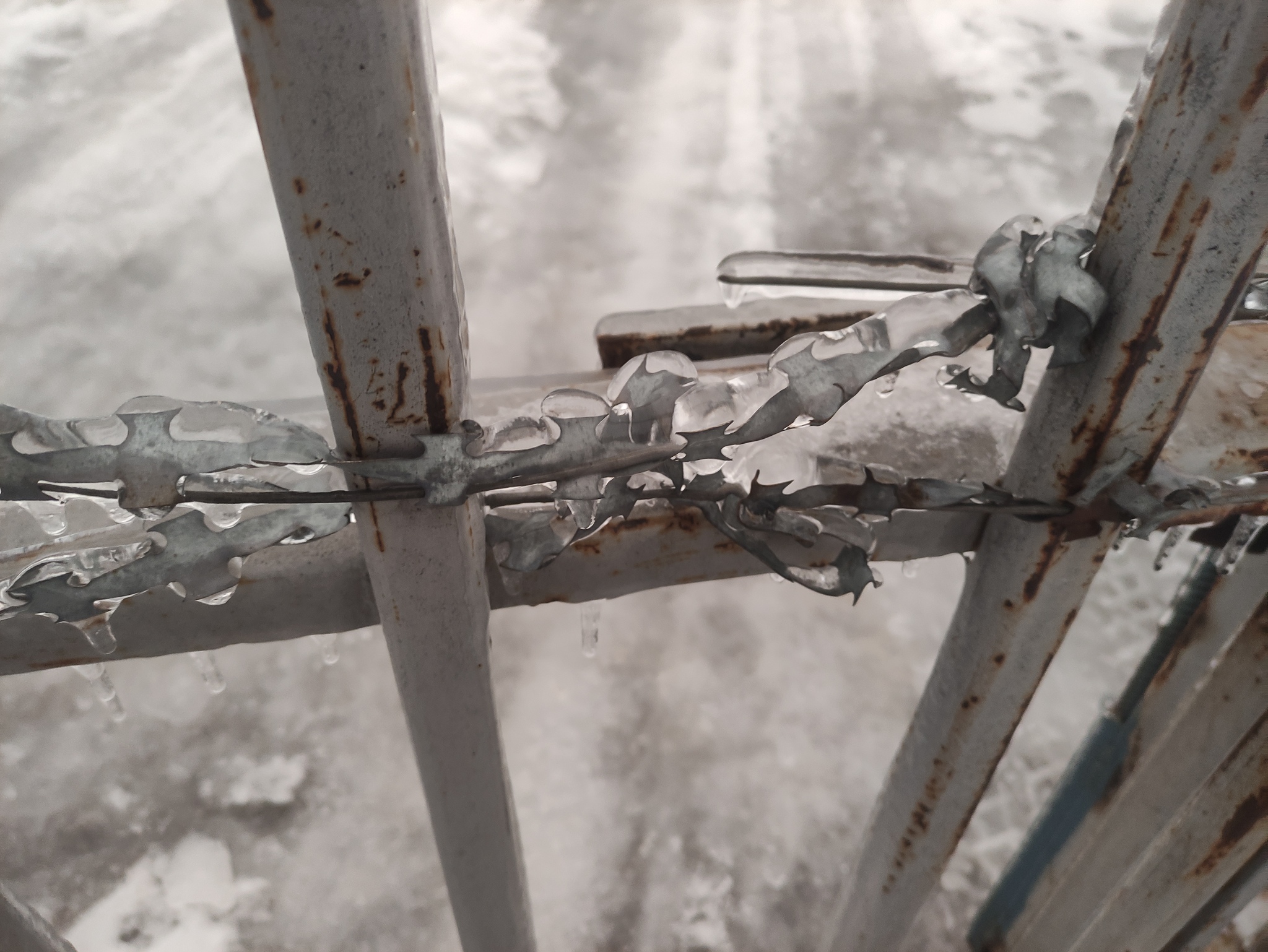 Dangerous churchkhela - My, Freezing rain, Barbed wire, The photo