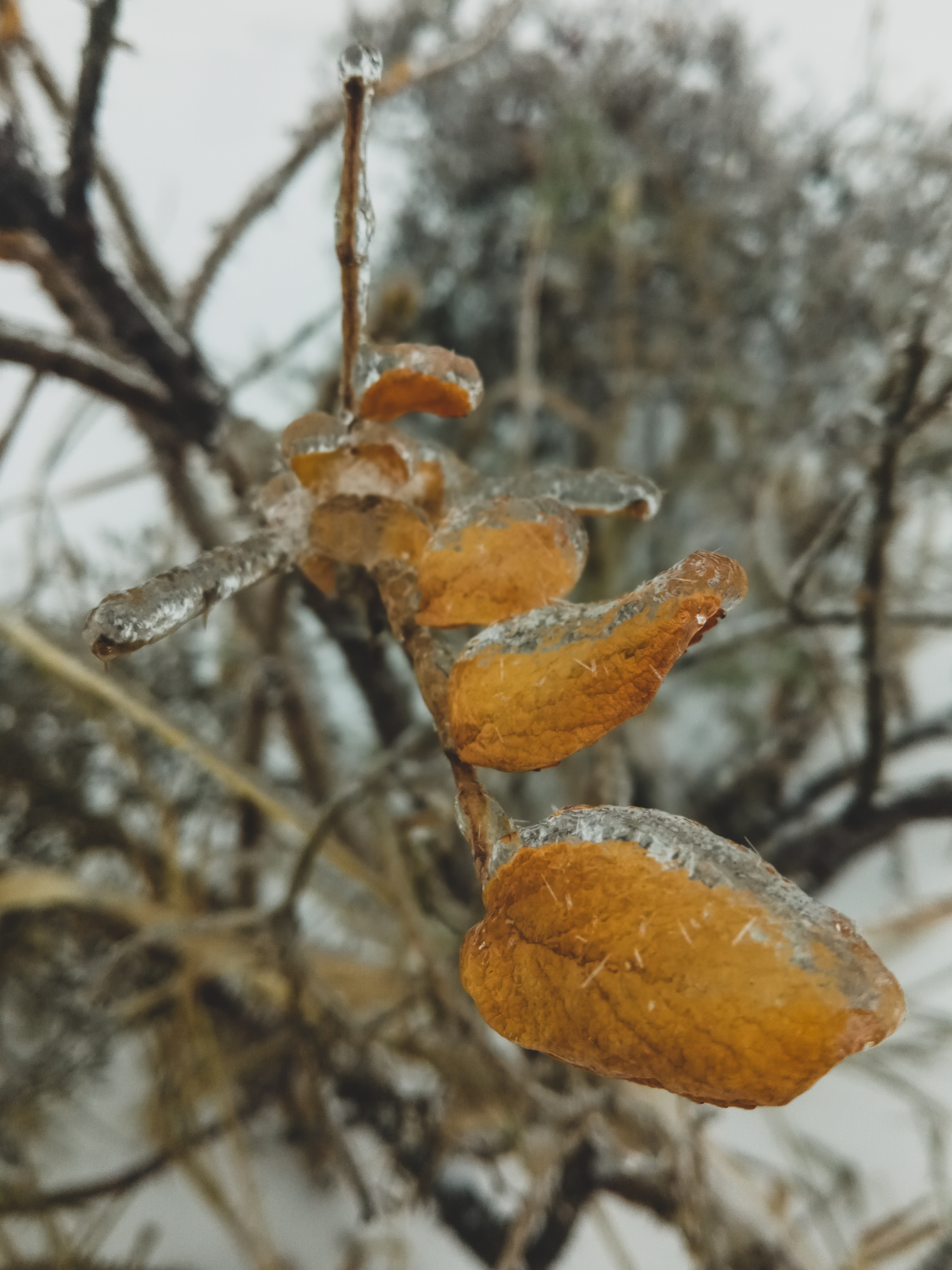 In ice captivity - My, Ice, Freezing rain, Nature, Mobile photography, Longpost