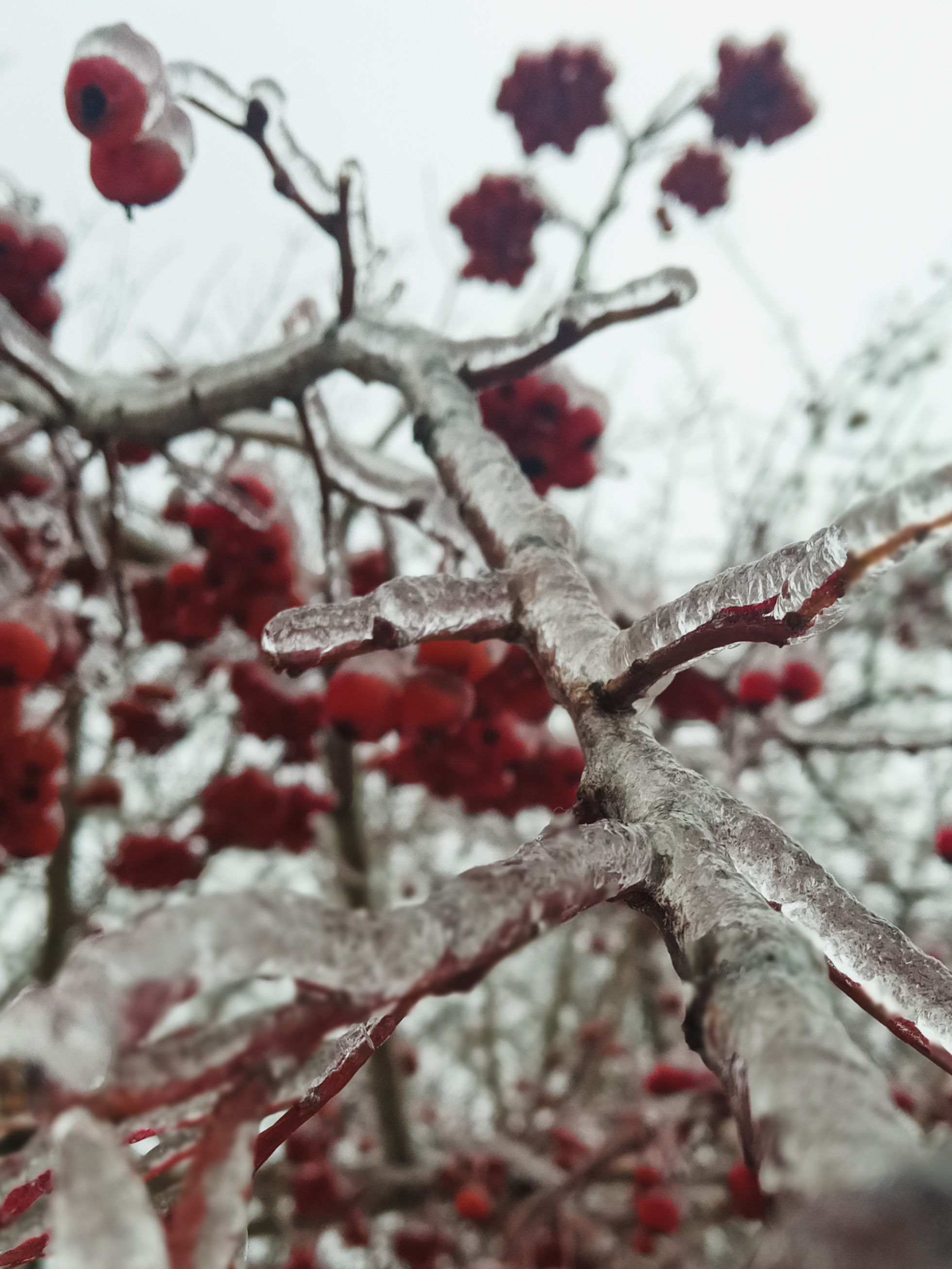 In ice captivity - My, Ice, Freezing rain, Nature, Mobile photography, Longpost