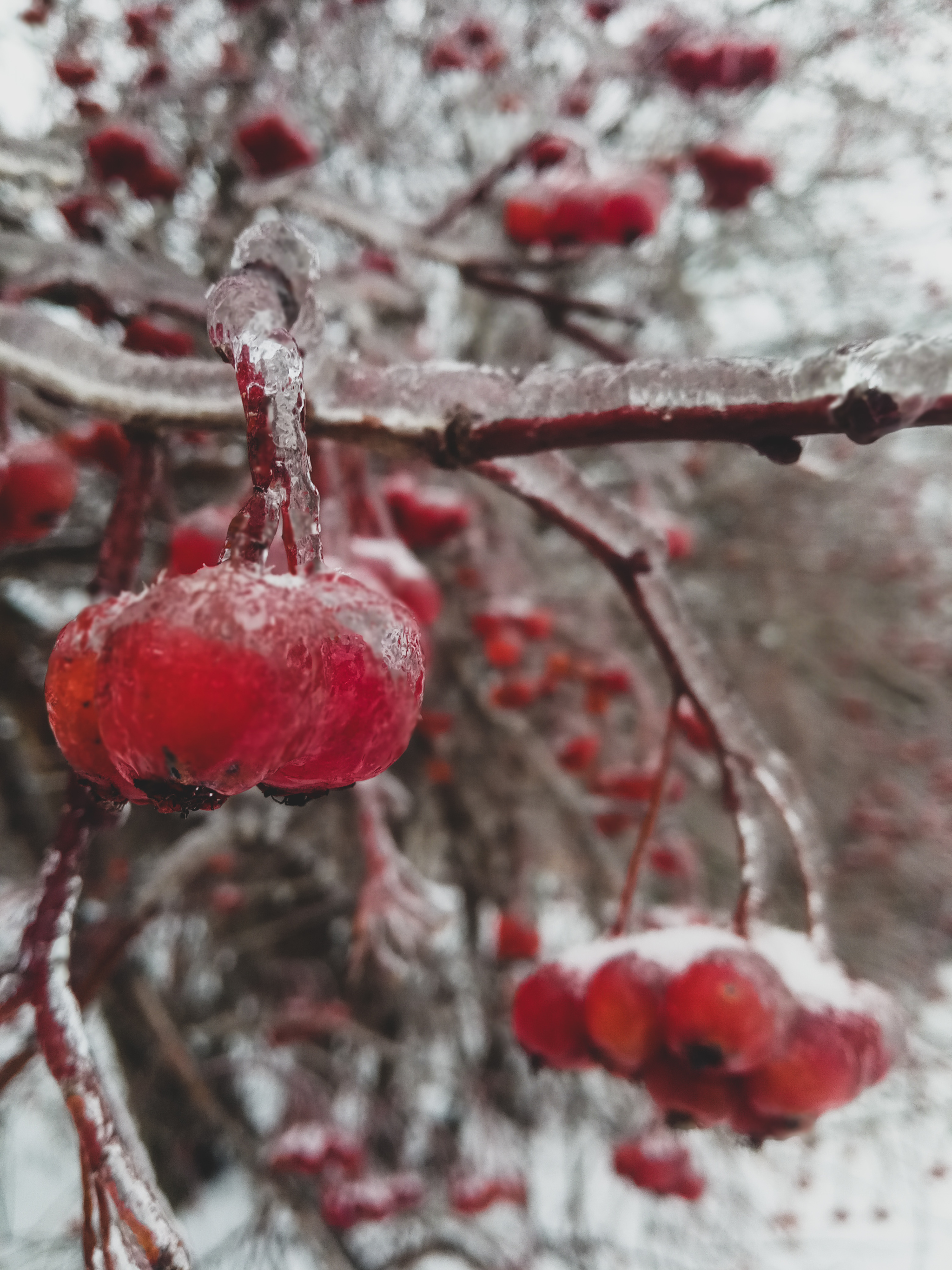 In ice captivity - My, Ice, Freezing rain, Nature, Mobile photography, Longpost