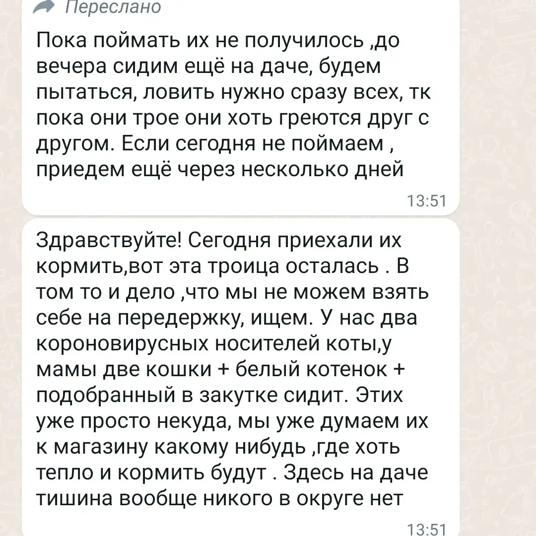 Один котёнок вмерз лапами в лёд. Его спасли. Это его братья, для них места  нет. Нужны дома. СПБ и ЛО | Пикабу