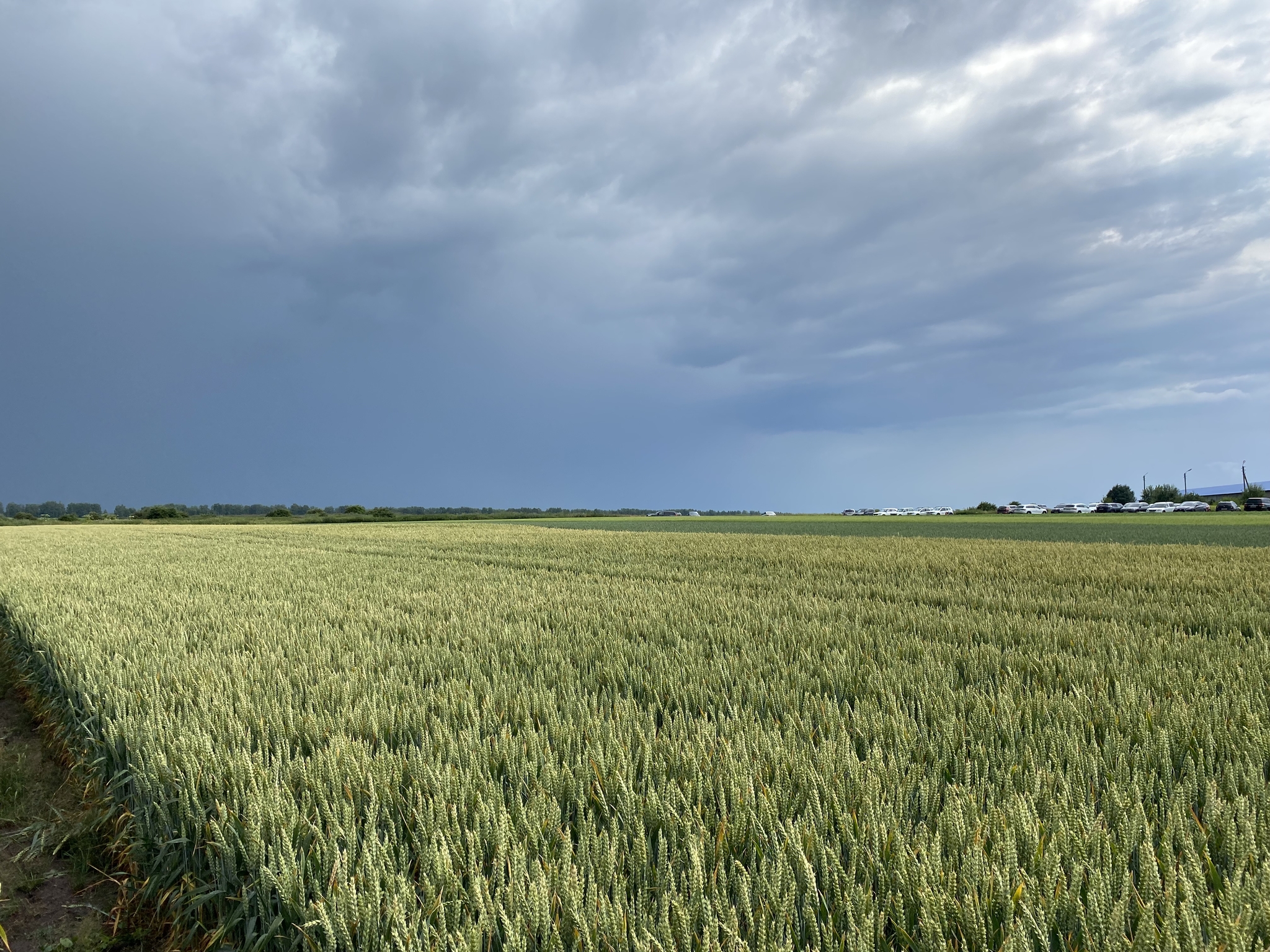 Before the storm - My, Thunderstorm, Wheat, Сельское хозяйство, Longpost, Field, Sky, The clouds