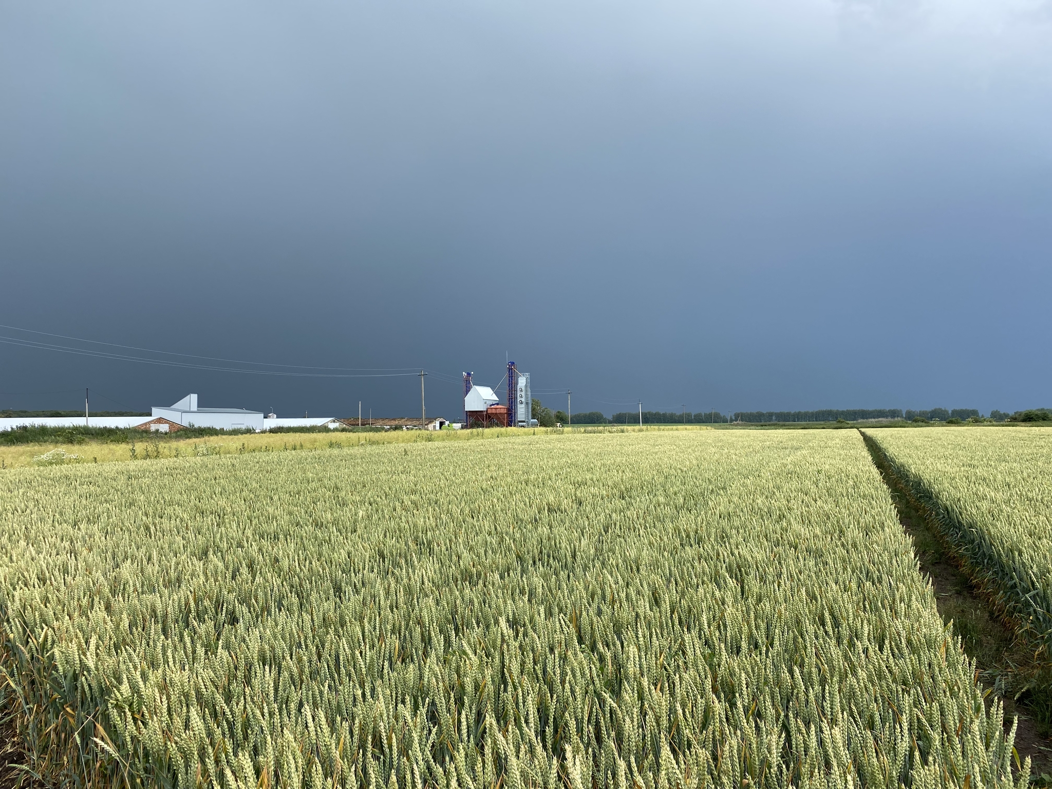 Before the storm - My, Thunderstorm, Wheat, Сельское хозяйство, Longpost, Field, Sky, The clouds