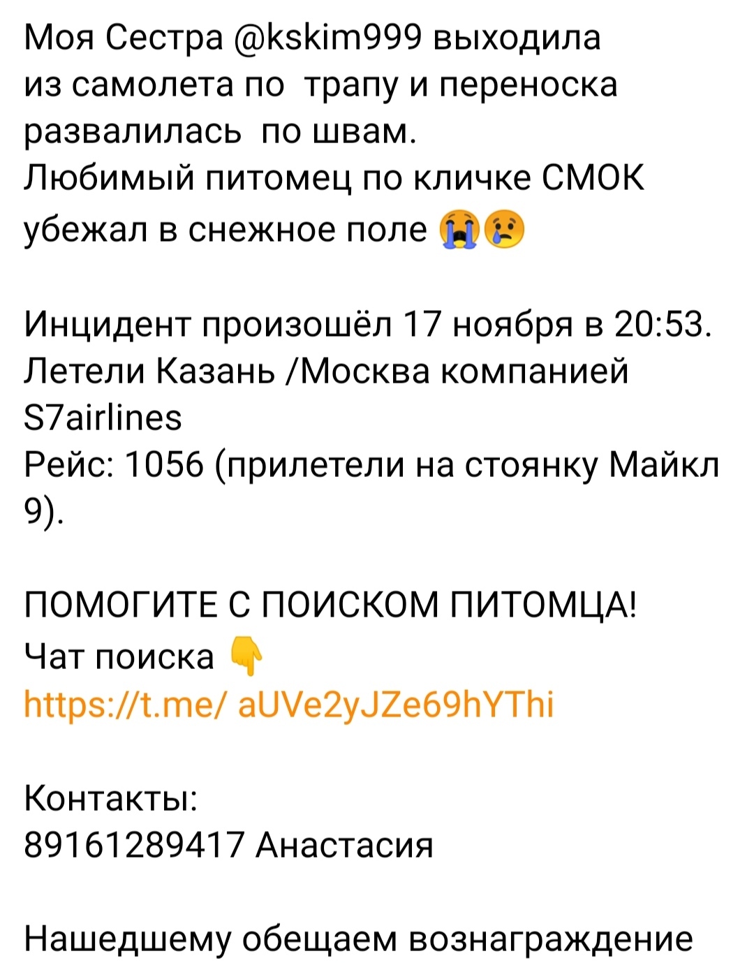 В аэропорту Домодедово потерялся кот. Помогите найти [Найден, жив] | Пикабу