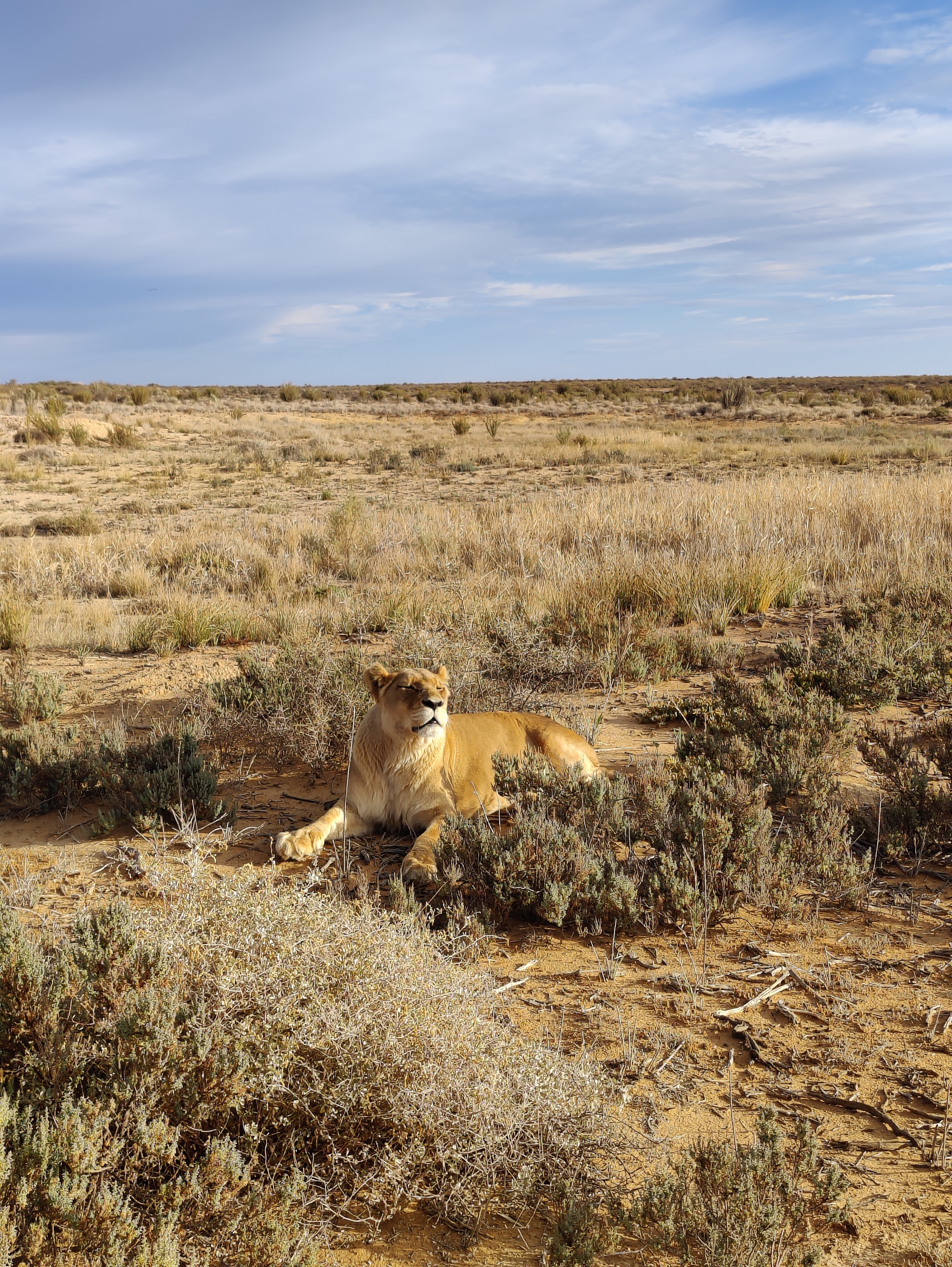 Safari Park South Africa - Safari, Africa, South Africa, Nature, Animals, Wild animals, Longpost