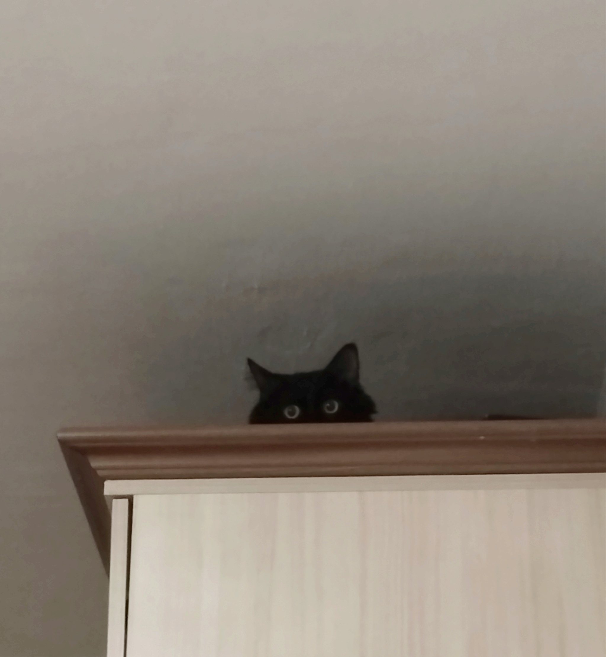 Spy - My, Shurik, Black cat, cat, Spy, The photo