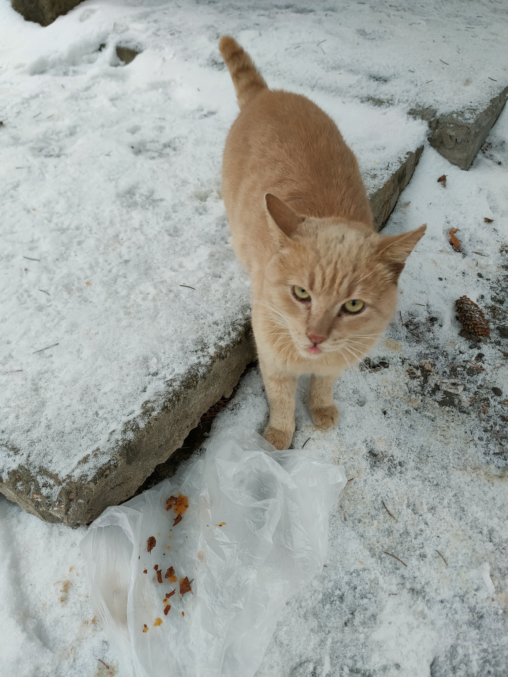 Red bunny needs a home - In good hands, Homeless animals, Helping animals, City of Queens, No rating, Longpost, cat, Подмосковье