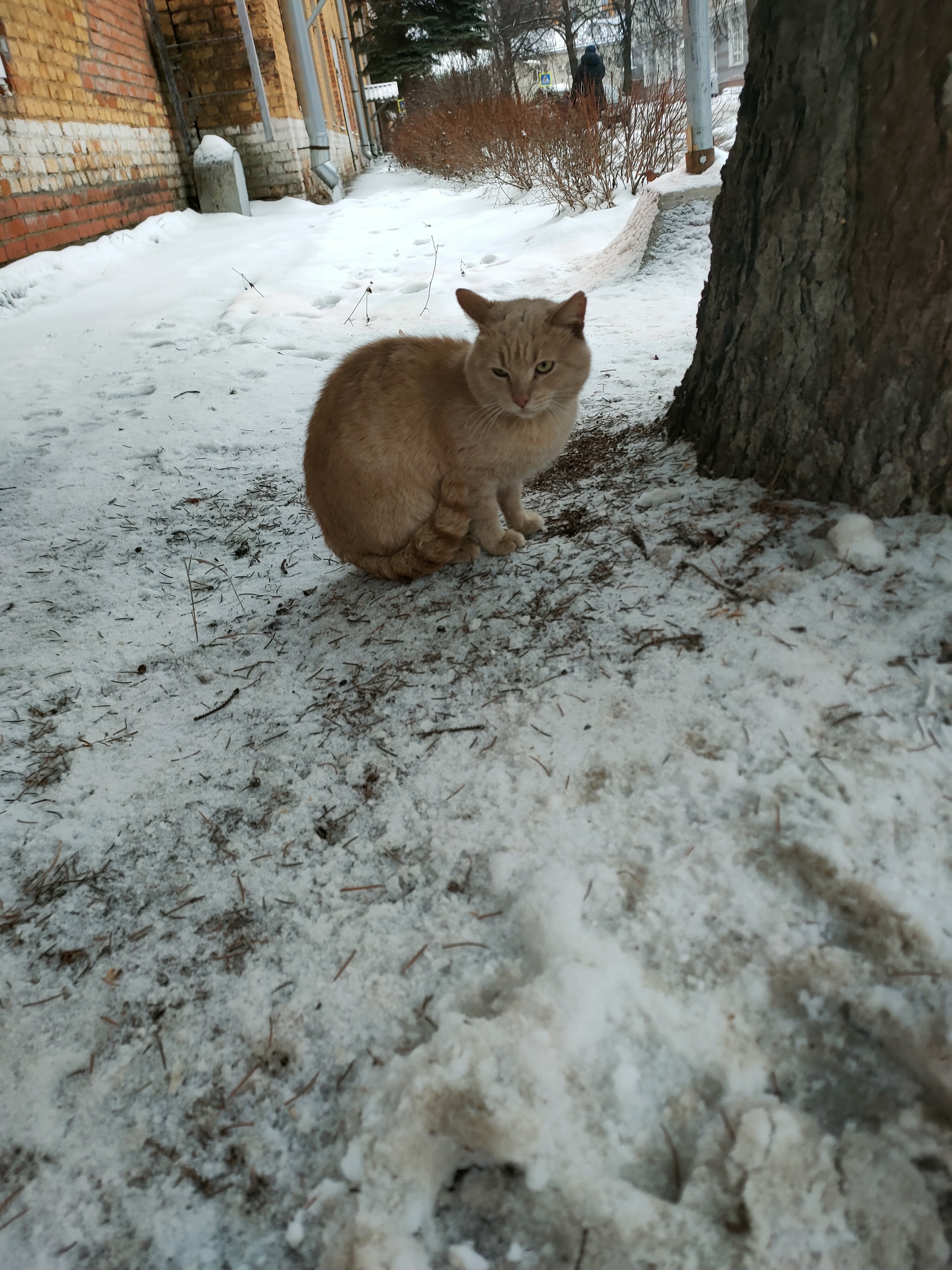 Red bunny needs a home - In good hands, Homeless animals, Helping animals, City of Queens, No rating, Longpost, cat, Подмосковье