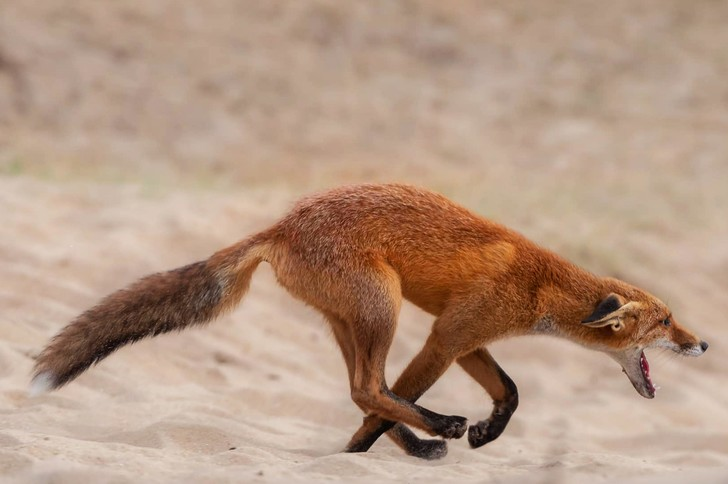 red foxtrot - Fox, Duel, beauty, Netherlands (Holland), wildlife, The photo, Around the world, Funny animals, Longpost, Wild animals