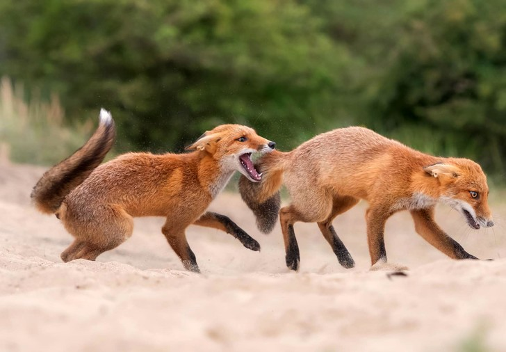 red foxtrot - Fox, Duel, beauty, Netherlands (Holland), wildlife, The photo, Around the world, Funny animals, Longpost, Wild animals