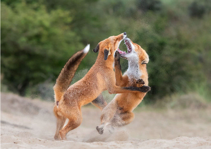 red foxtrot - Fox, Duel, beauty, Netherlands (Holland), wildlife, The photo, Around the world, Funny animals, Longpost, Wild animals