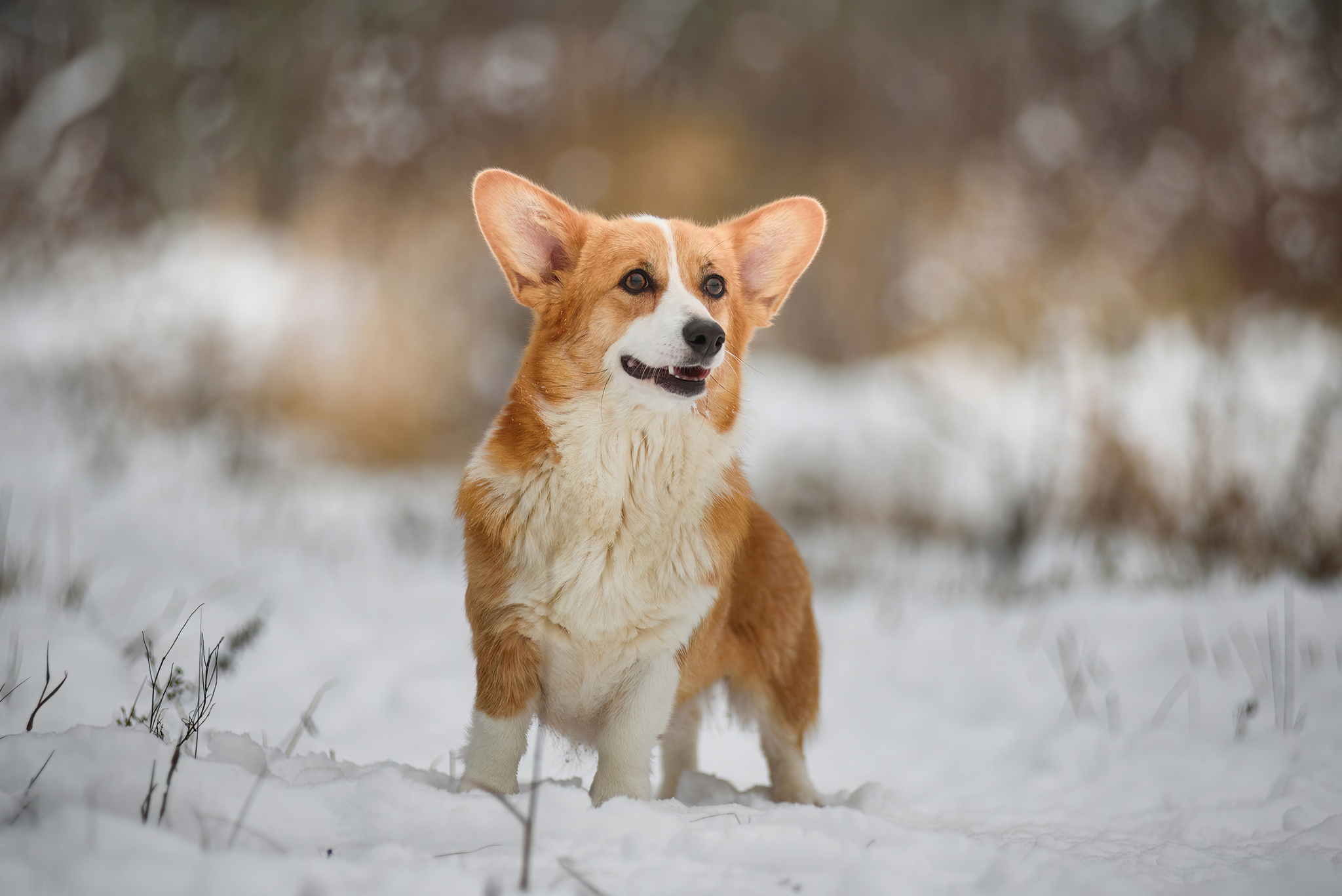 shortbread)) - My, Corgi, The photo, Puppies, Snow, Milota, Longpost, Dog