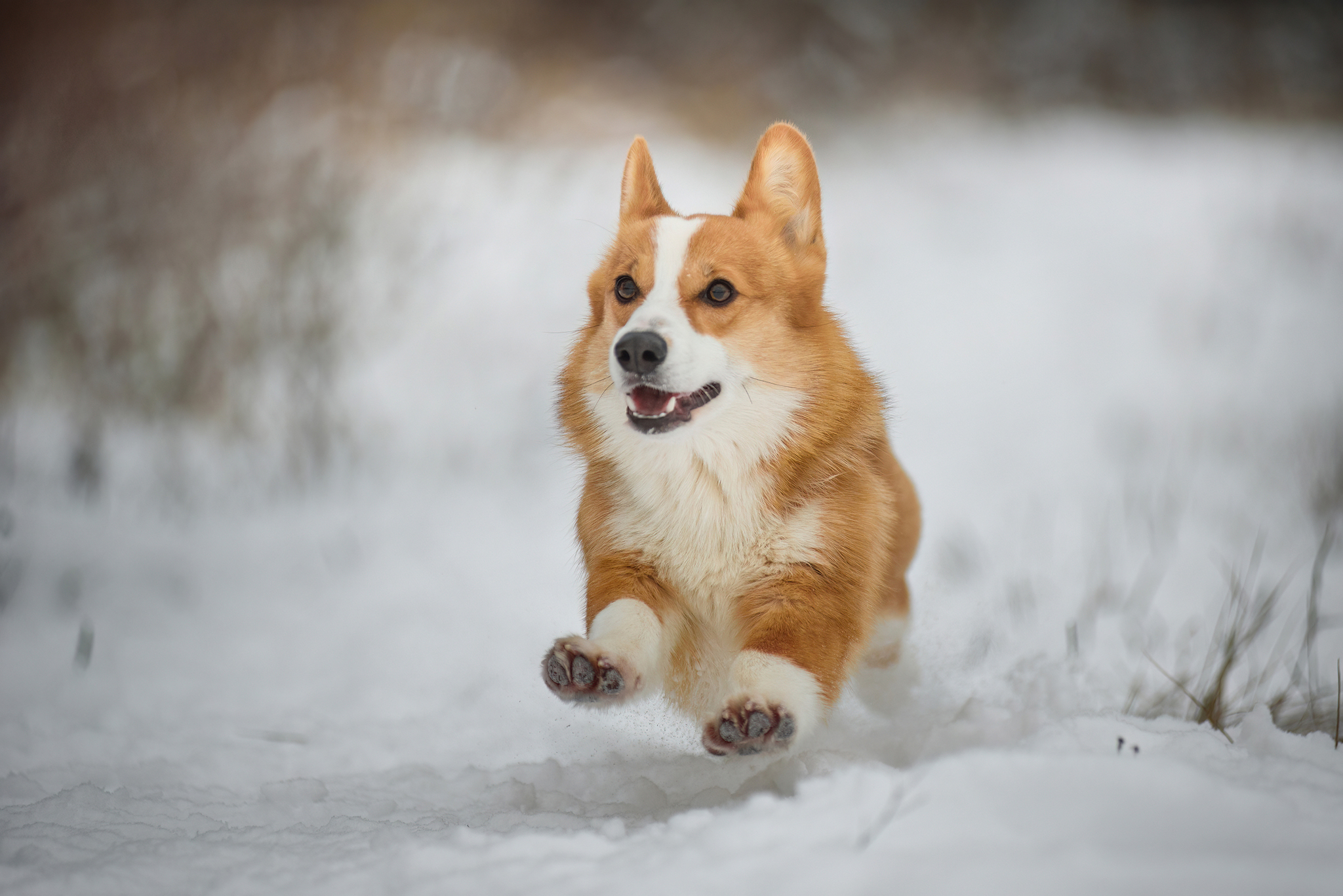 shortbread)) - My, Corgi, The photo, Puppies, Snow, Milota, Longpost, Dog