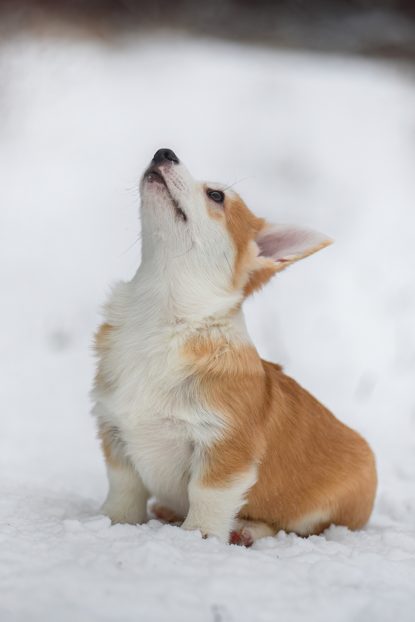 shortbread)) - My, Corgi, The photo, Puppies, Snow, Milota, Longpost, Dog