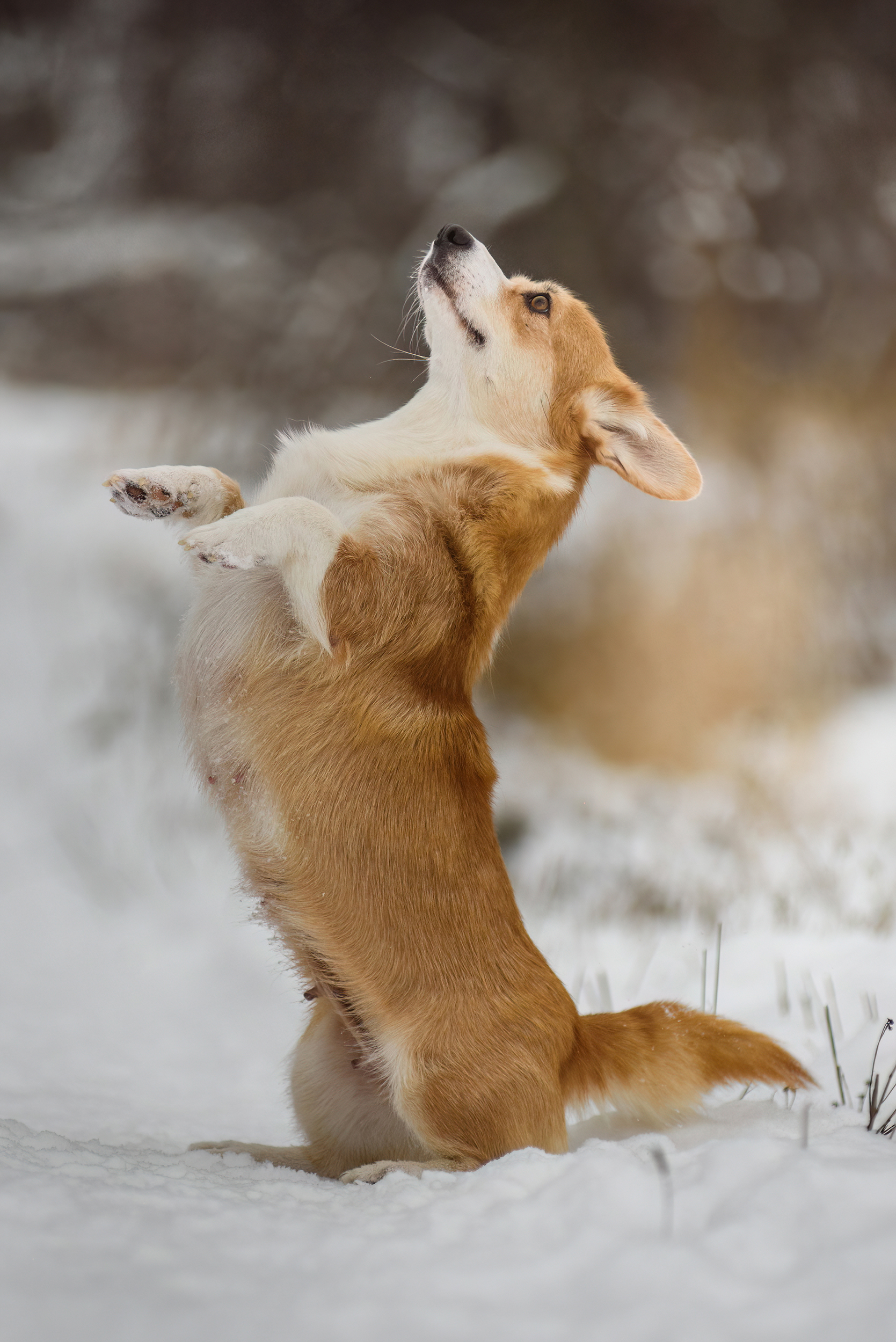 shortbread)) - My, Corgi, The photo, Puppies, Snow, Milota, Longpost, Dog