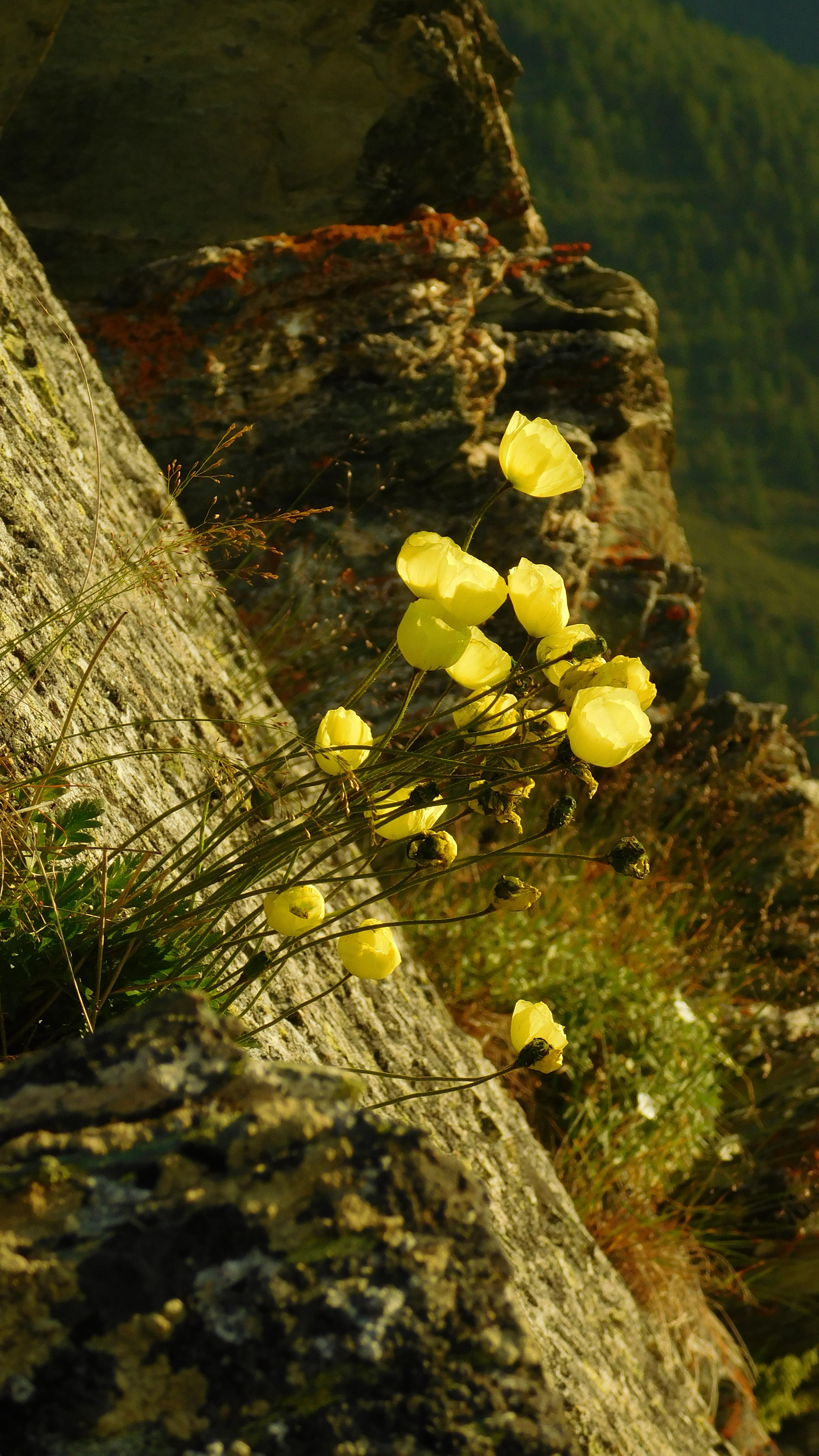 Altai (continued) - My, The mountains, Mountain tourism, Hike, Nature, Altai Republic, Flowers, Longpost