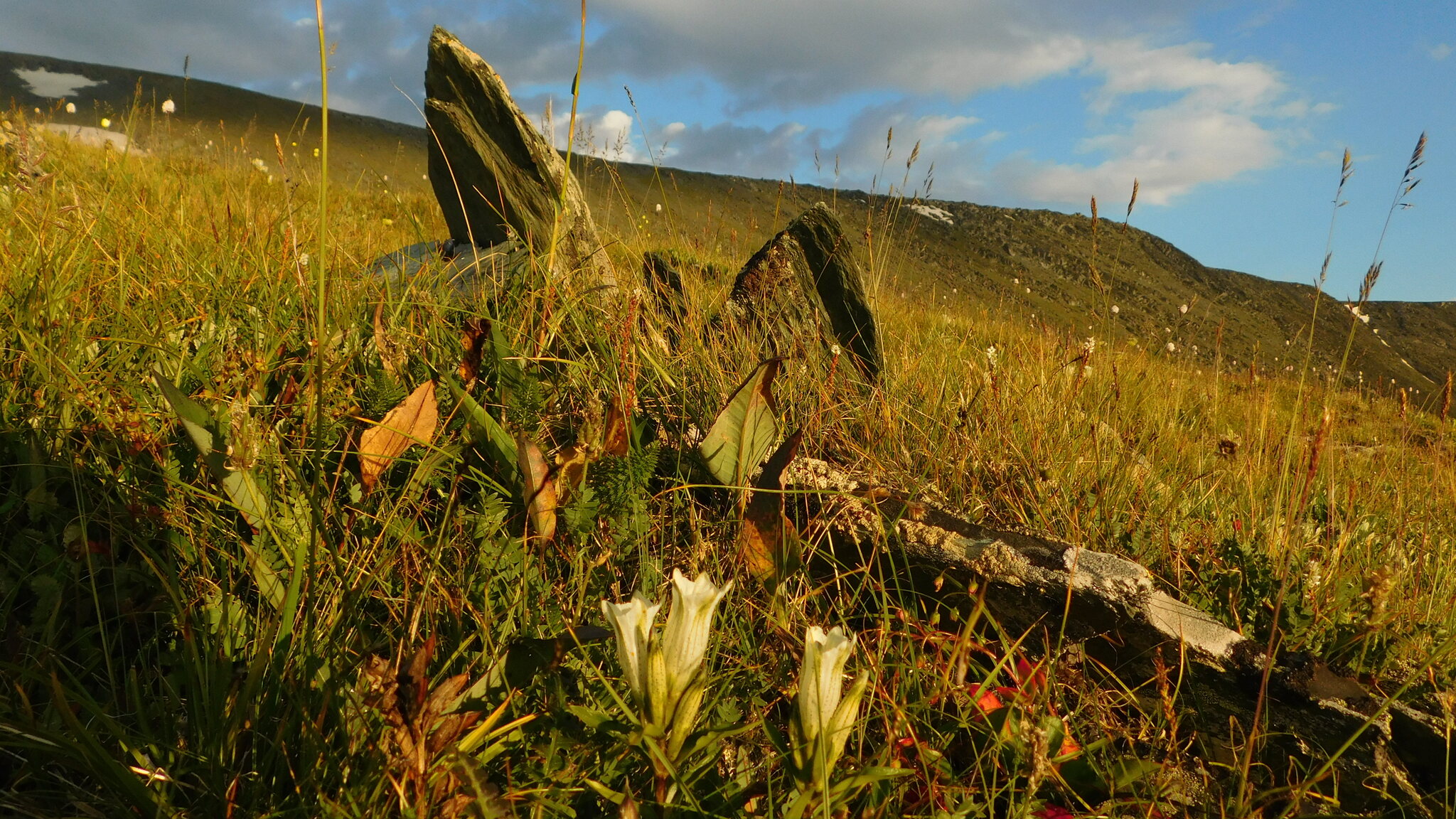 Altai (continued) - My, The mountains, Mountain tourism, Hike, Nature, Altai Republic, Flowers, Longpost