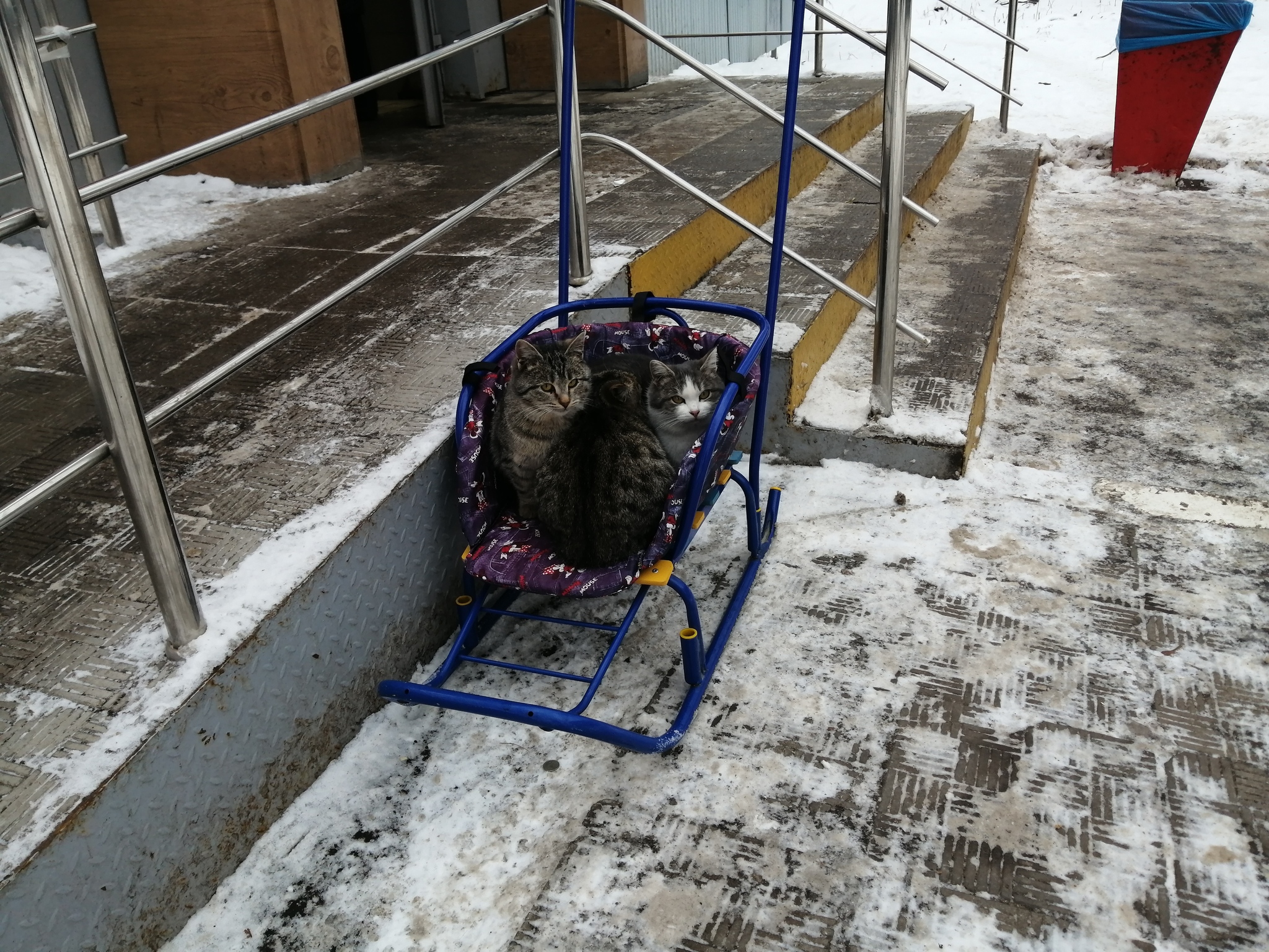 Kittens warm the baby's place - My, cat, Care, Cold, Sled, Homeless animals, Winter