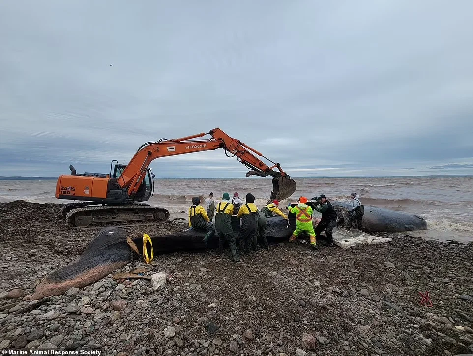 More than 150 kg of plastic found in the stomach of a whale that died a slow and painful death off the coast of Nova Scotia - Ecology, Biology, Garbage, Whale, Plastic, Ocean, Longpost