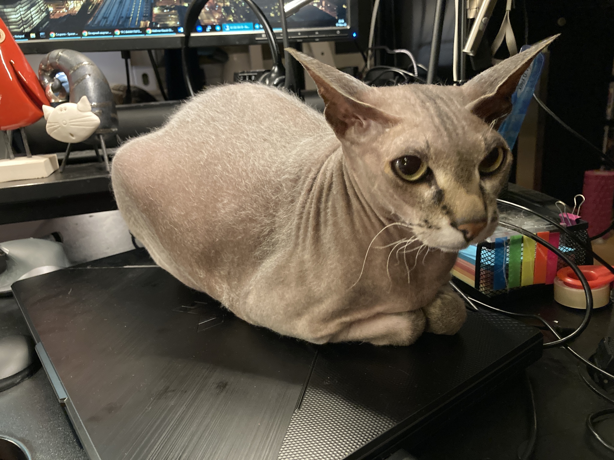 How we played bowling with a cat - My, Sphinx, Pets, cat, The photo, Text, Longpost