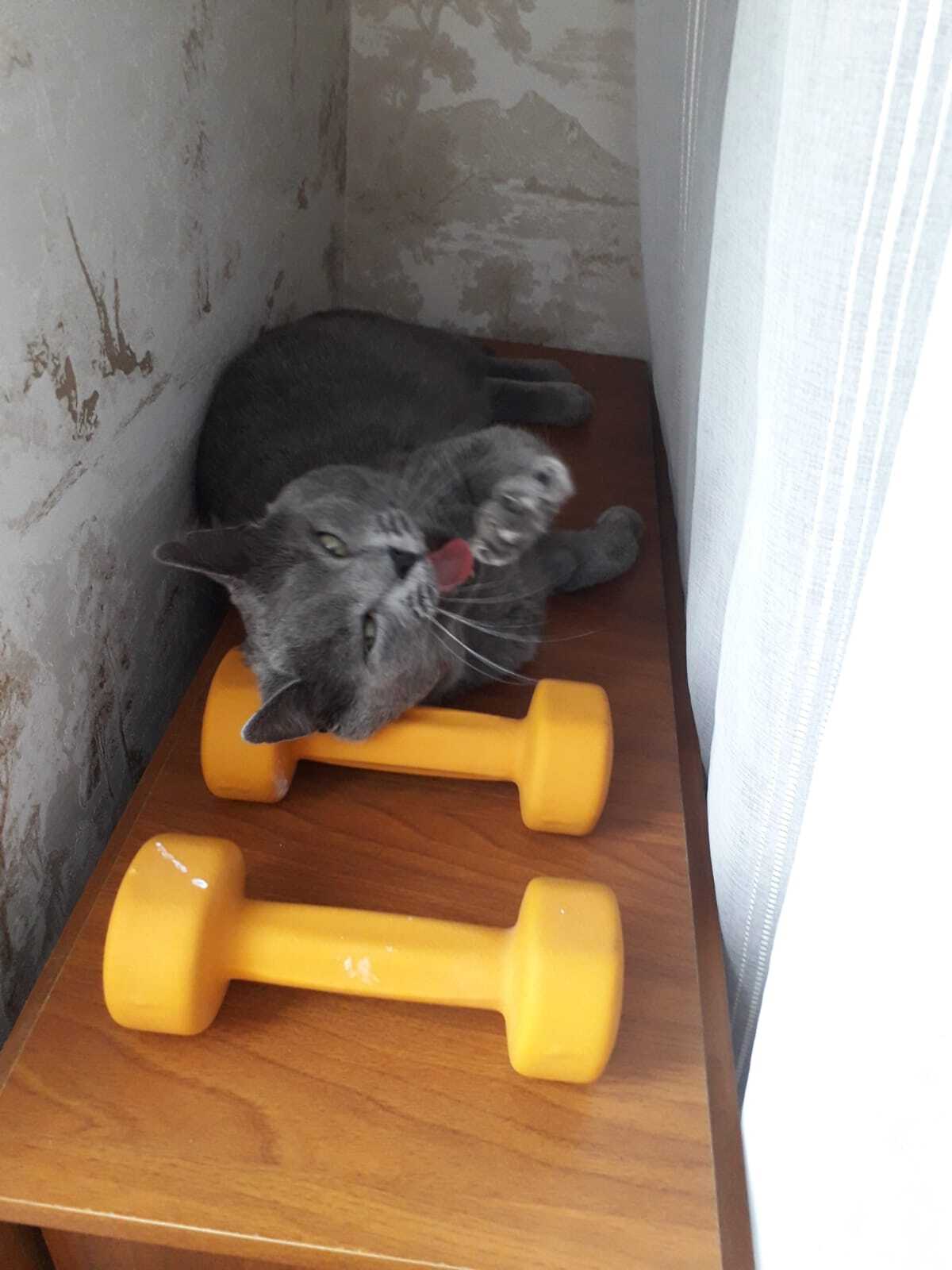 Hello from home from Zeus - My, cat, Hey, Happiness, Milota, Animal Rescue, Pets, Animals, Volunteering, Russian blue, Moscow, Kindness, Video, Longpost