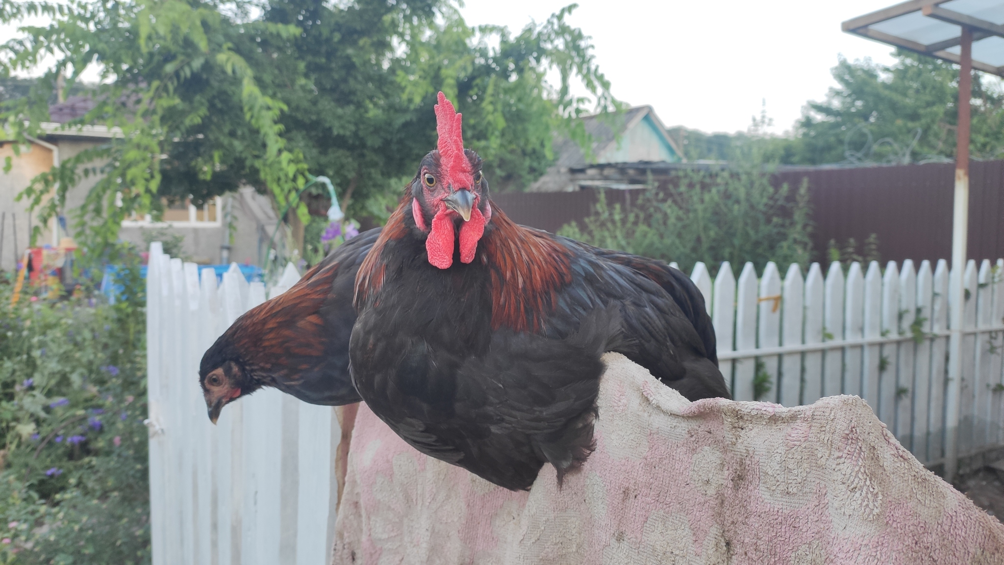 How a rooster became a diver or a few words about whether chickens can swim - My, Hen, Rooster, Longpost