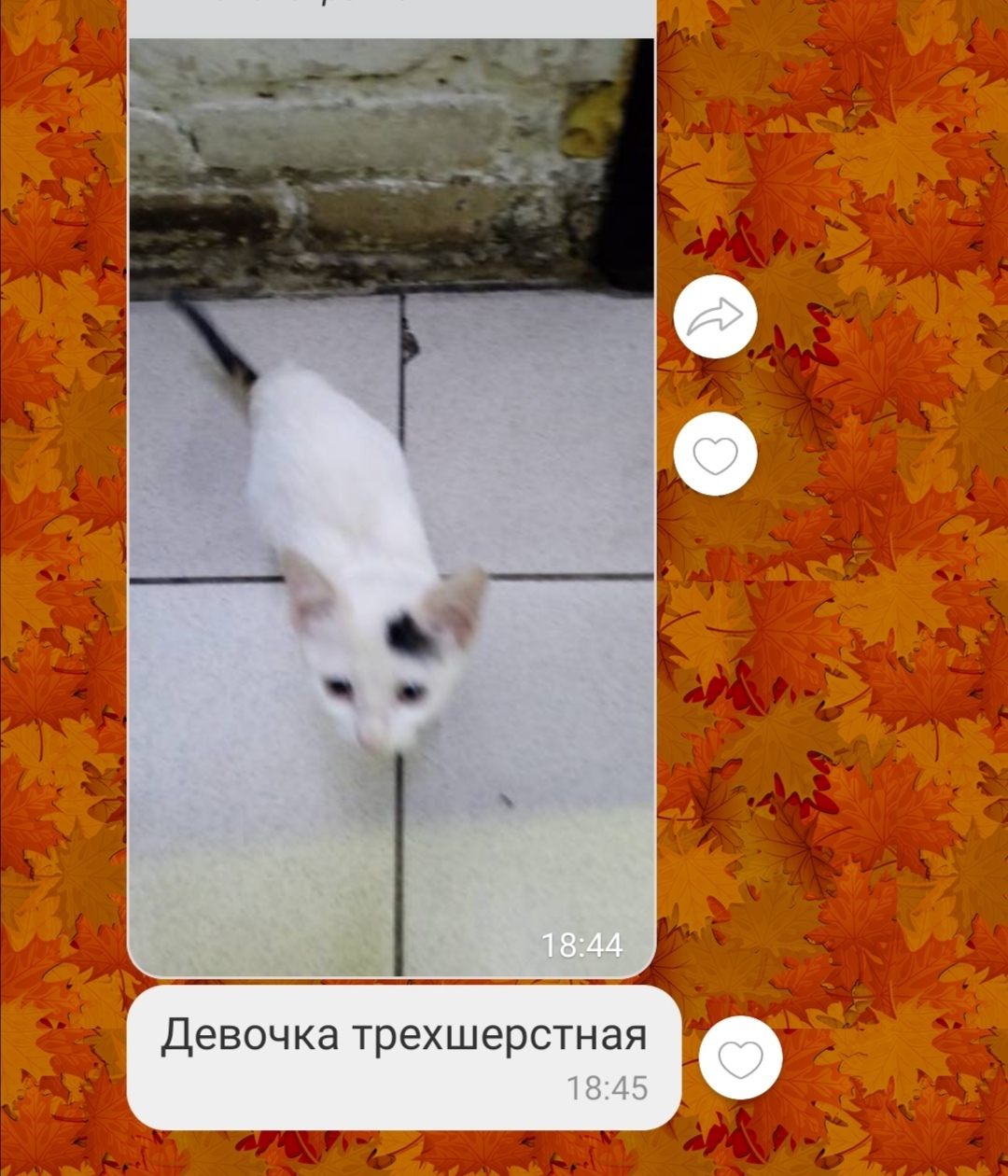 From local chat - My, cat, Humor, Kittens, Screenshot