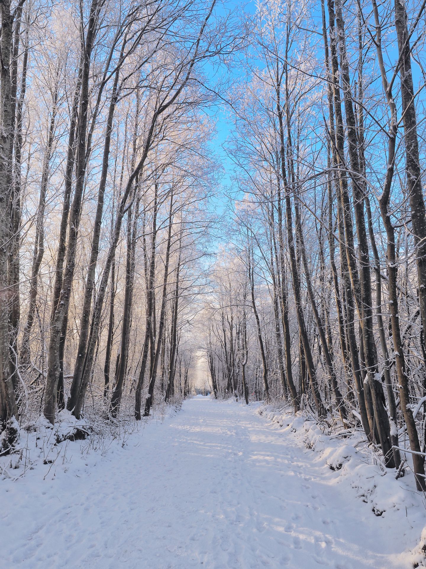 Abnormal St. Petersburg weather - My, Leningrad region, Landscape, Travels, Snow, Saint Petersburg, Nature, The photo, Forest