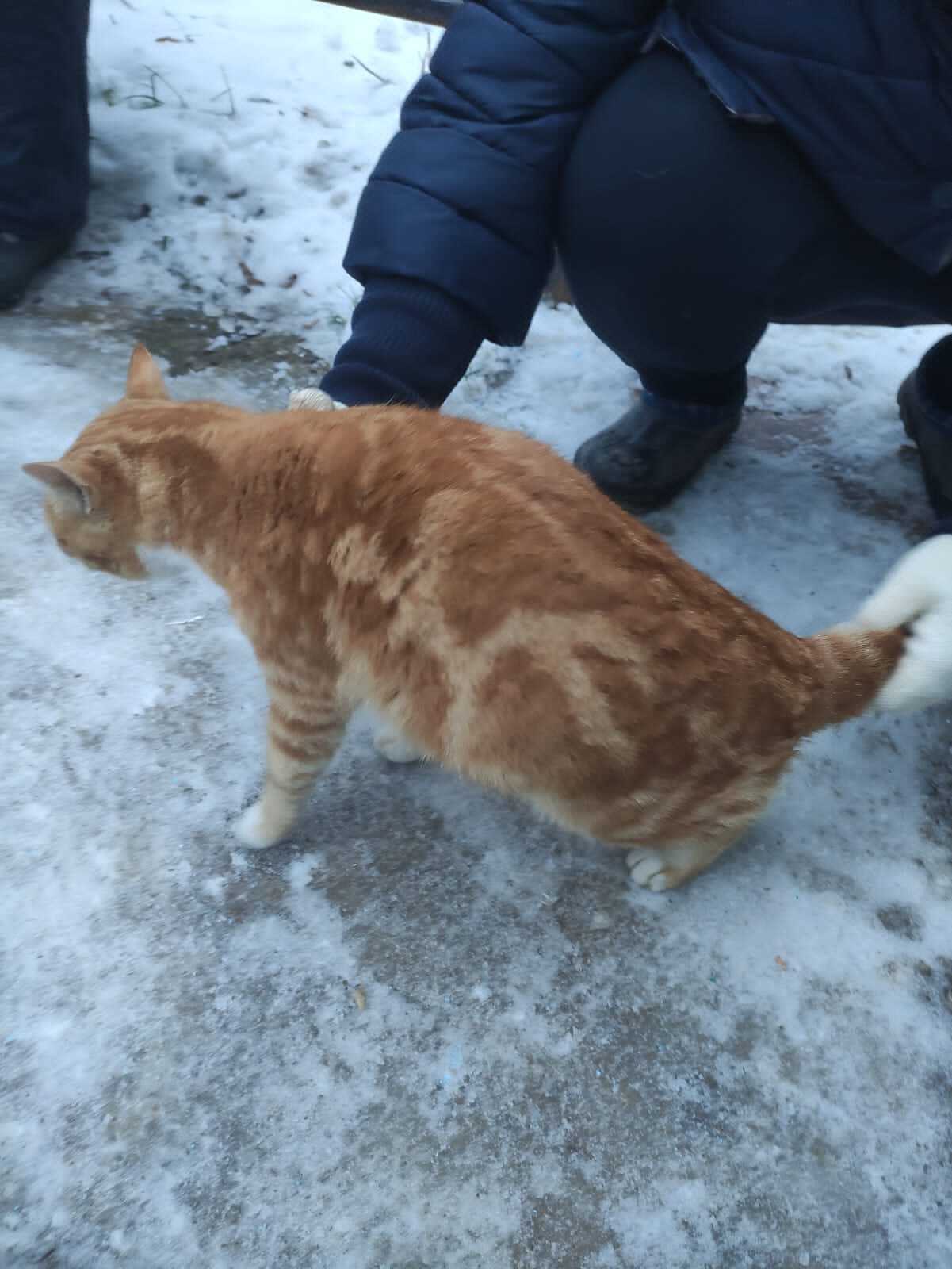 redhead looking for a home - My, No rating, In good hands, Tula region, Moscow, Longpost, cat