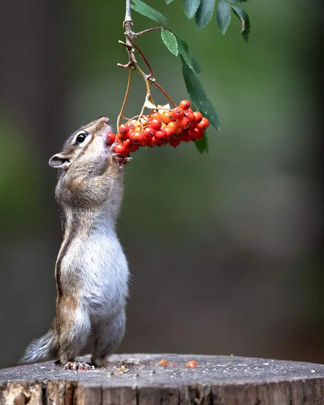 Vitamins - Chipmunk, Rodents, Mammals, Animals, wildlife, Nature, The photo, Berries, Longpost