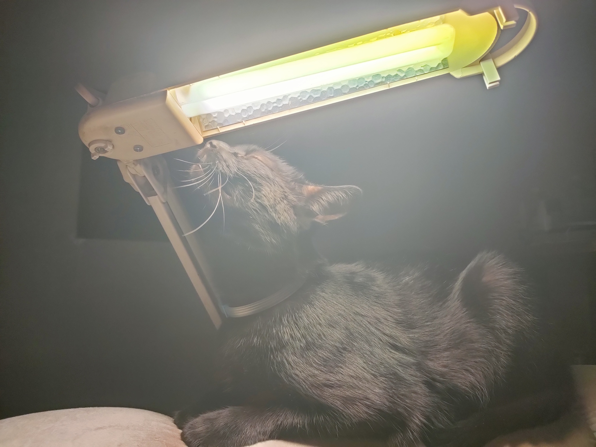 cat lamp - My, Black cat, cat, Лампа