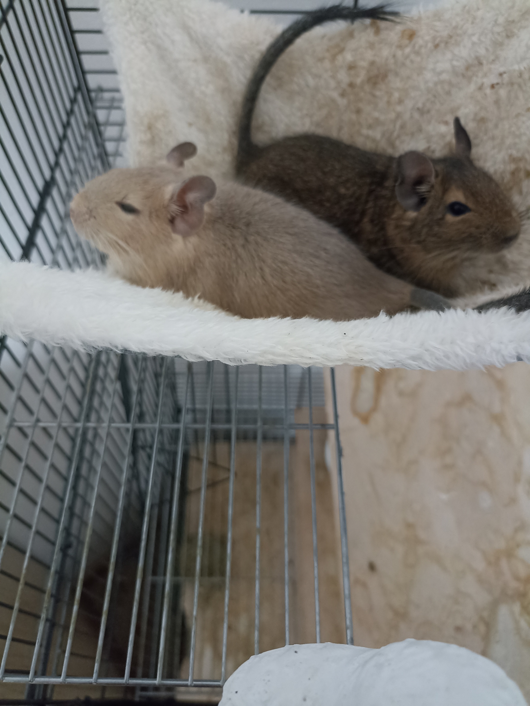 My pets - My, Degu, Pets, Video, Longpost