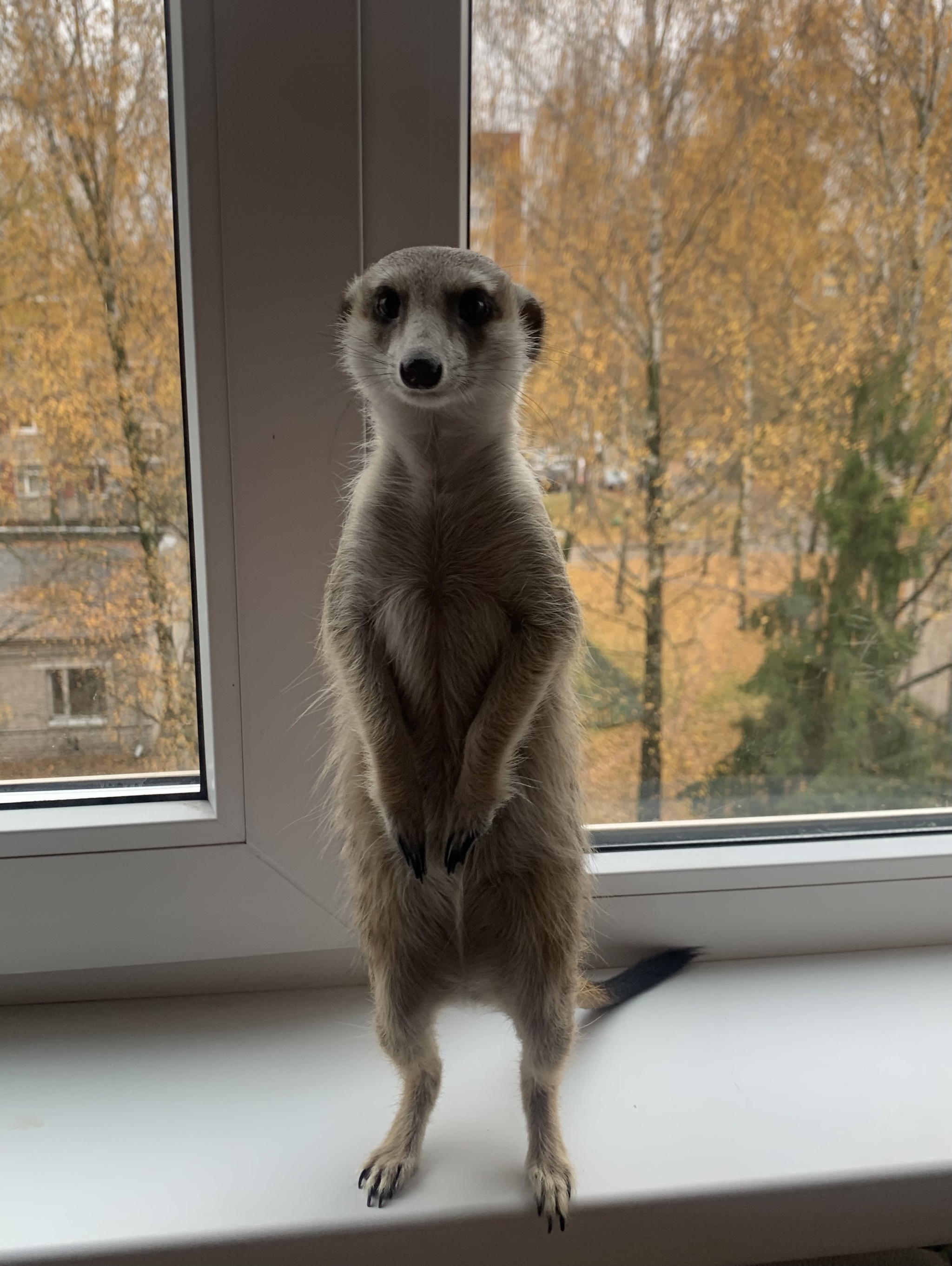 The mother of an overgrown alcoholic son, or how meerkats teach humility - My, Meerkat, Animals, Pets, Timon and Pumbaa, Longpost, Parents and children, Children