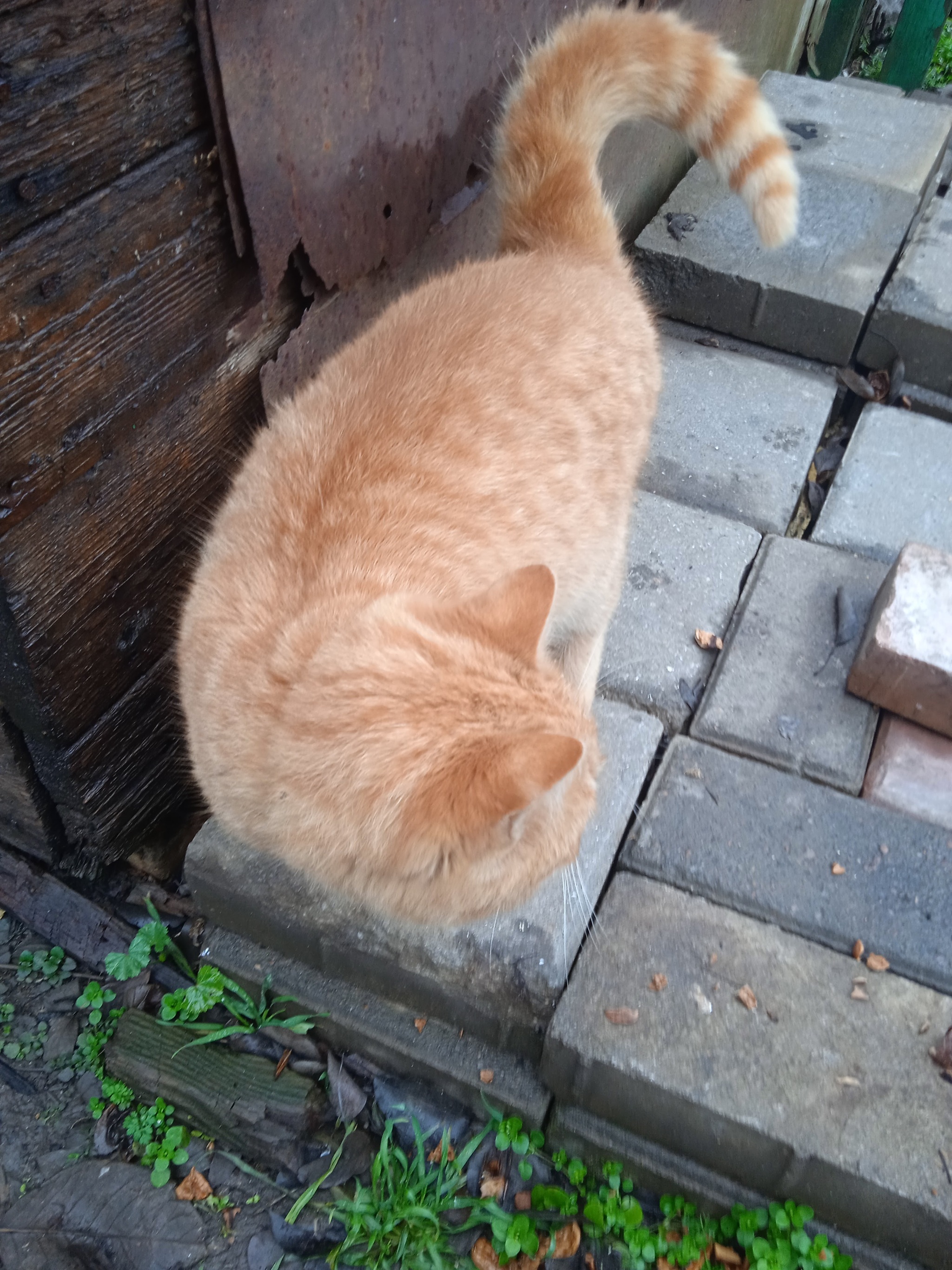 Our cats outside - My, cat, Redheads, Longpost, Pets