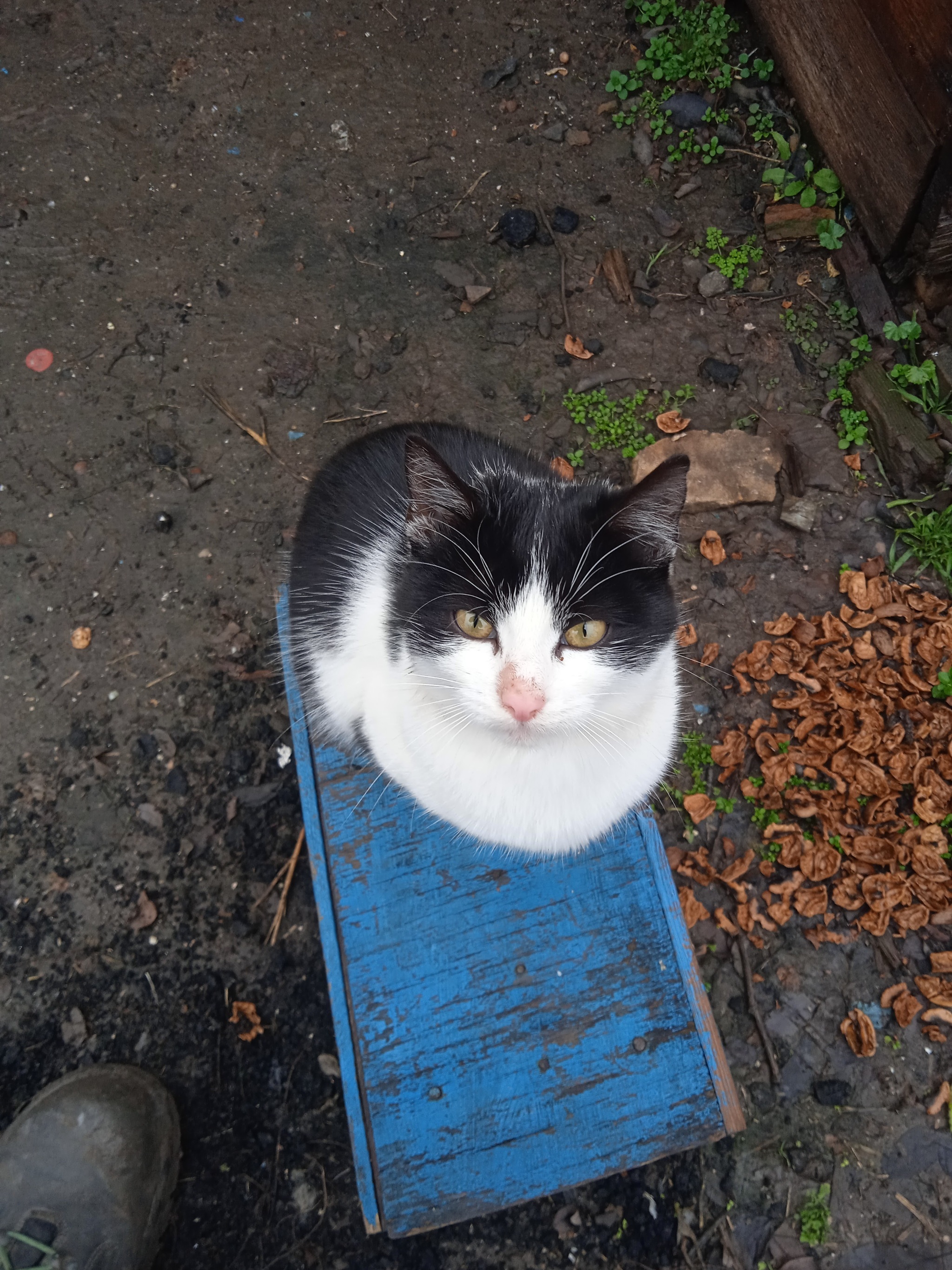 Our cats outside - My, cat, Redheads, Longpost, Pets