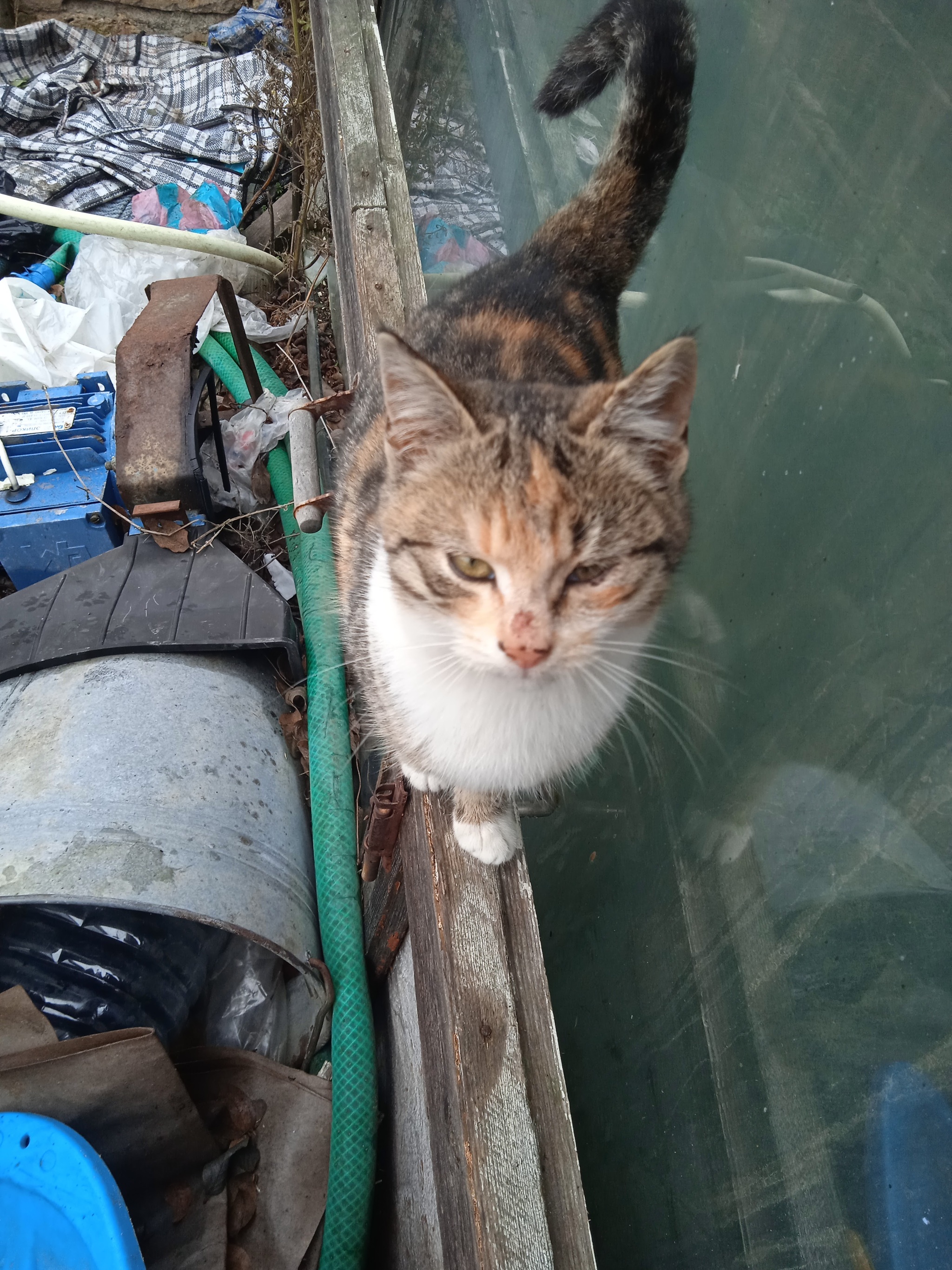 Our cats outside - My, cat, Redheads, Longpost, Pets