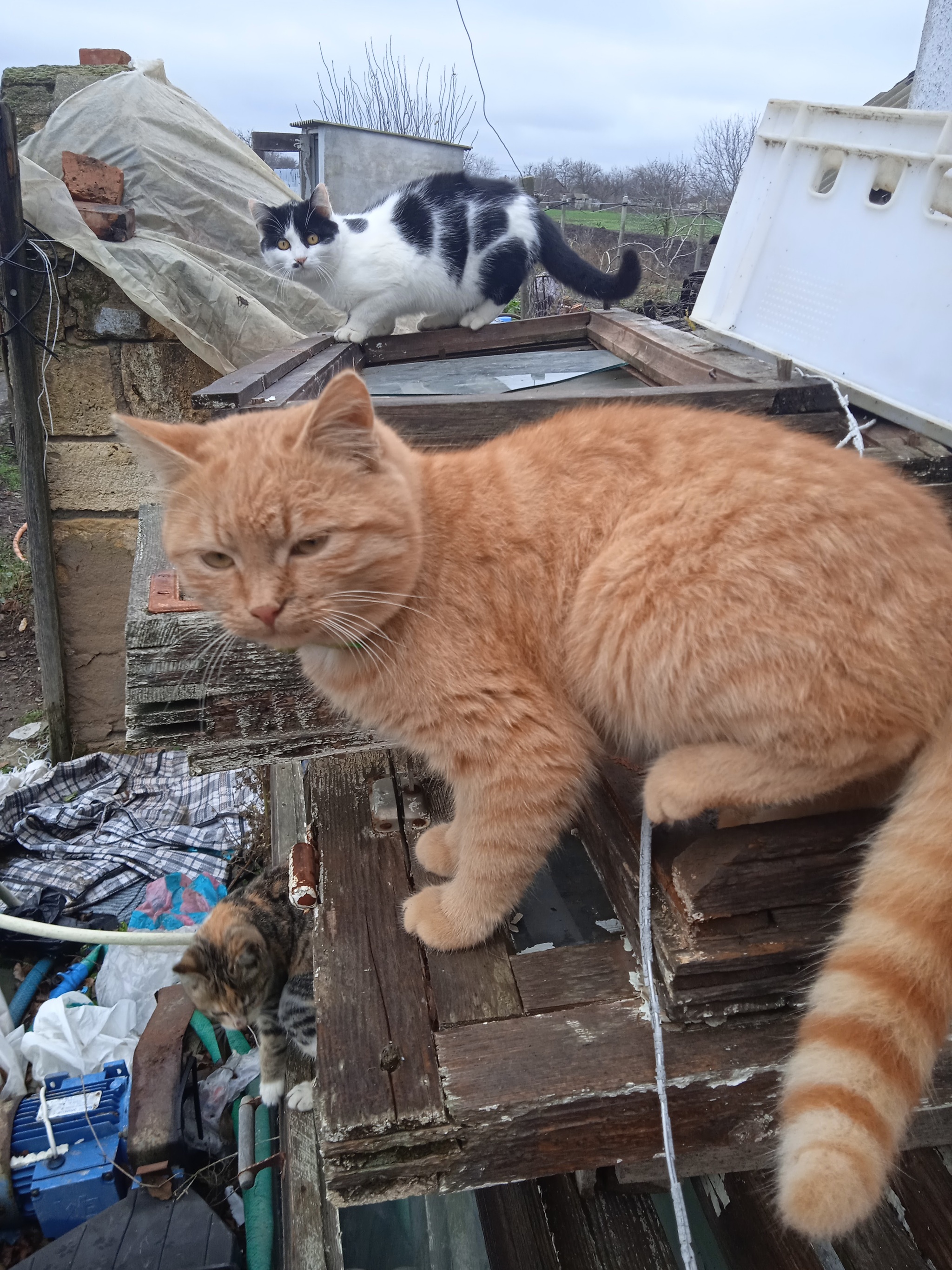 Our cats outside - My, cat, Redheads, Longpost, Pets