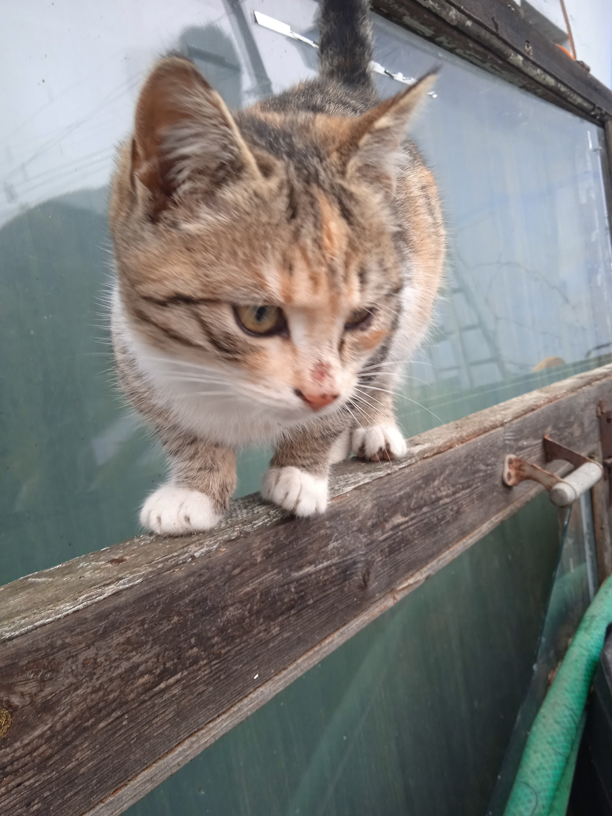 Our cats outside - My, cat, Redheads, Longpost, Pets