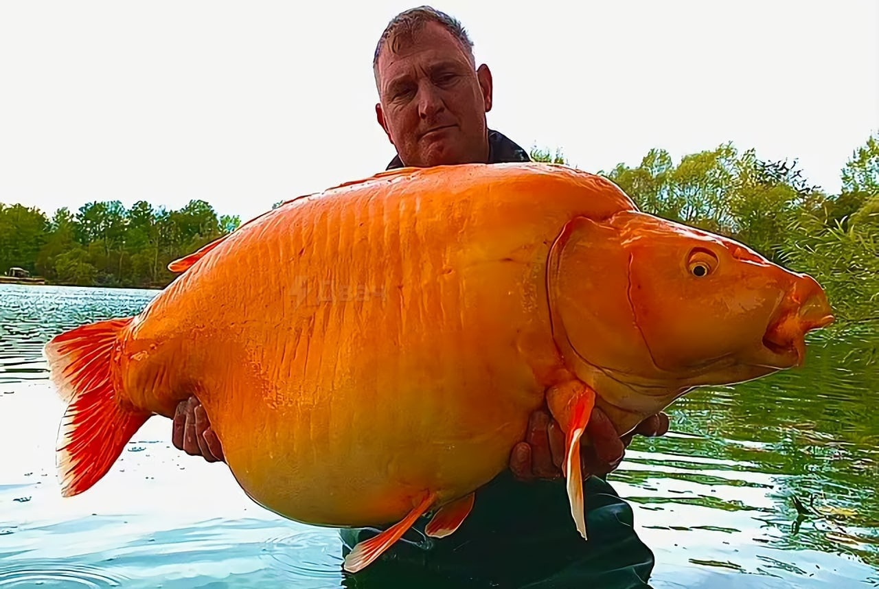 Большая рыба картинки. Золотая рыбка 30 кг. Большие рыбы. Самая большая Золотая рыбка. Большие золотые рыбки.