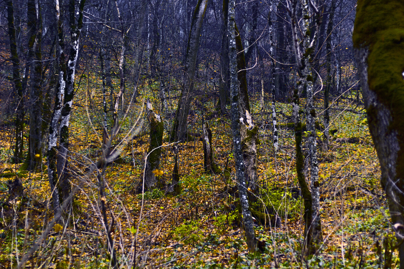 A bit of autumn forest - My, Canon, Zheleznovodsk, The photo, Nature, Forest, Autumn