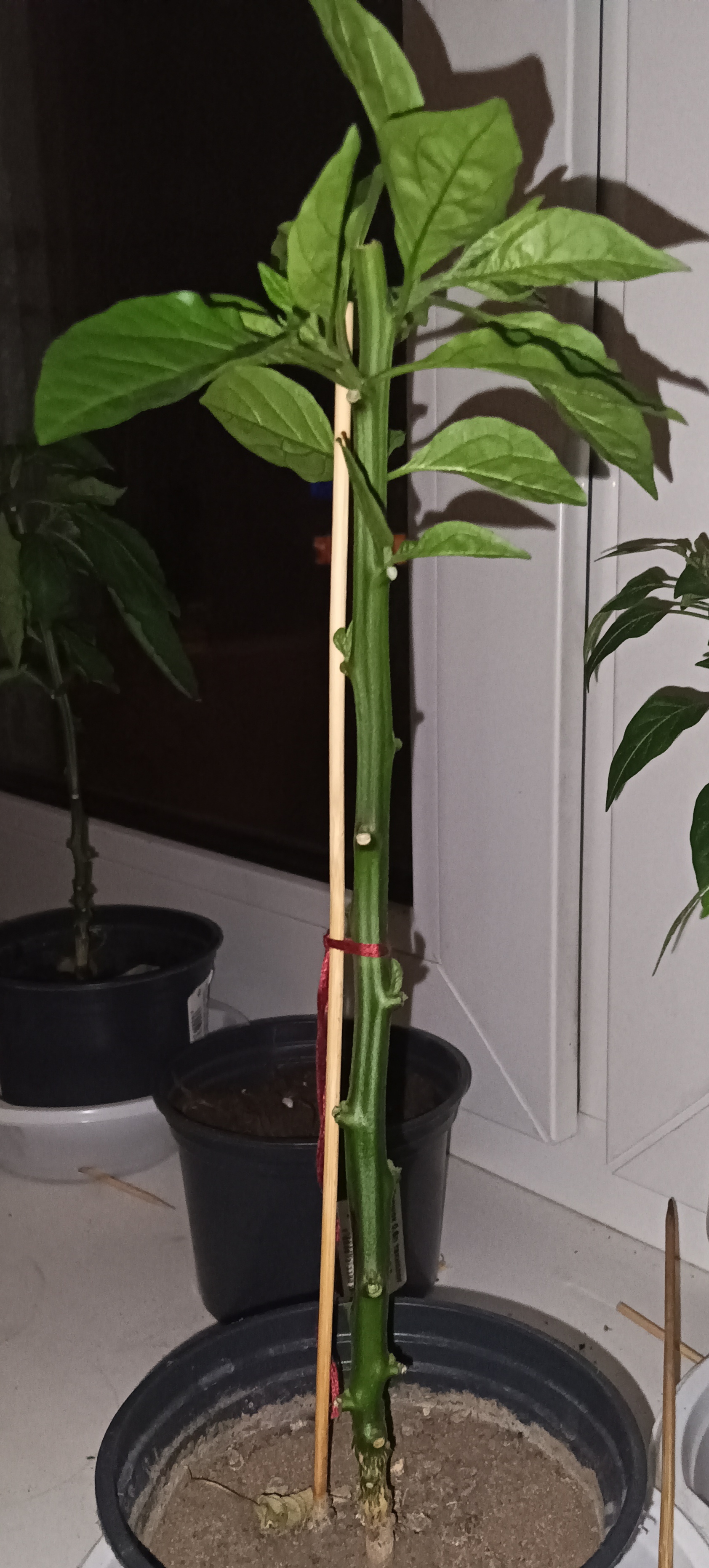 Trimming results after a month / experiments continue - My, Pruning, Vegetable garden on the windowsill, Hot peppers, Pepper