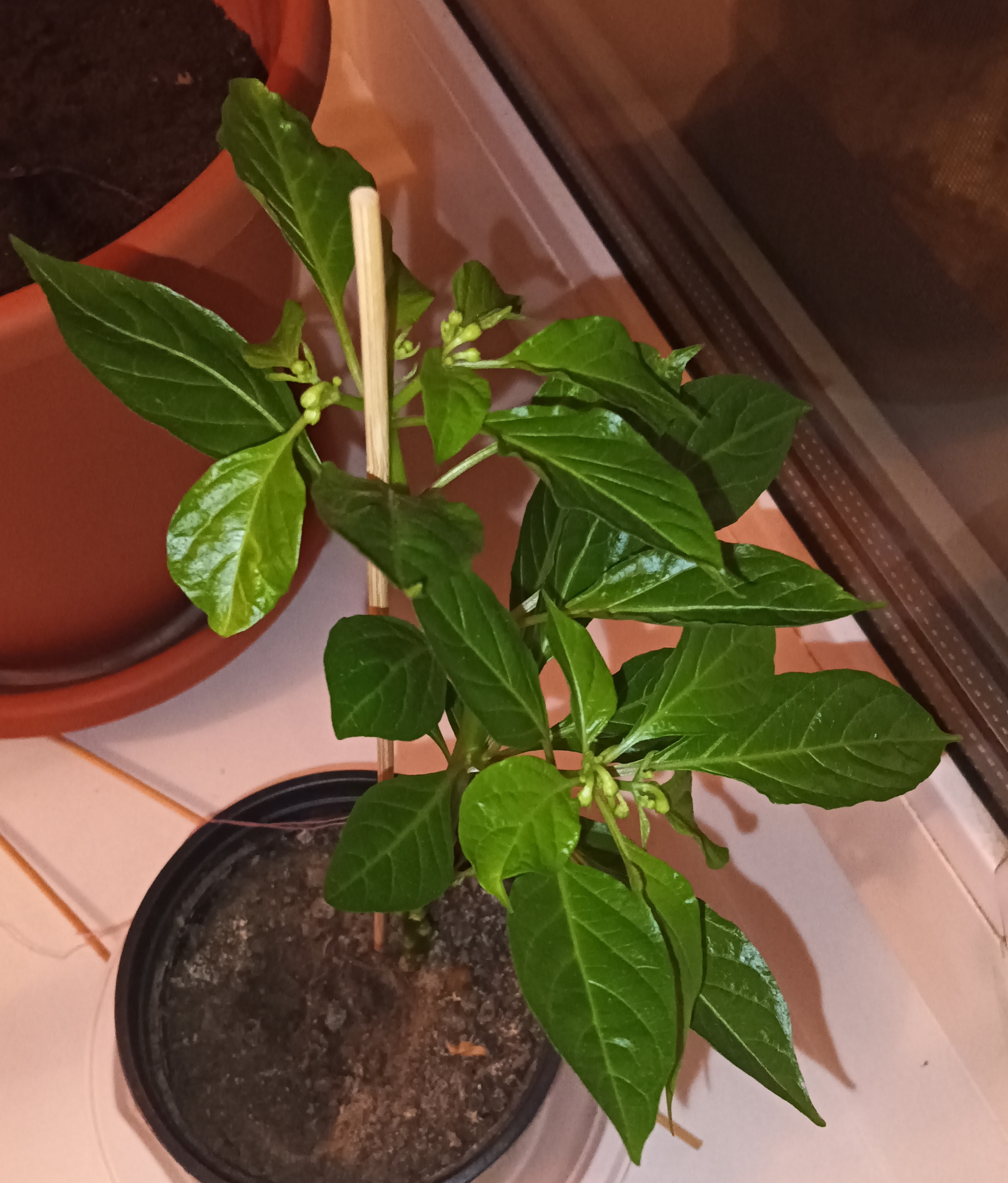 Trimming results after a month / experiments continue - My, Pruning, Vegetable garden on the windowsill, Hot peppers, Pepper