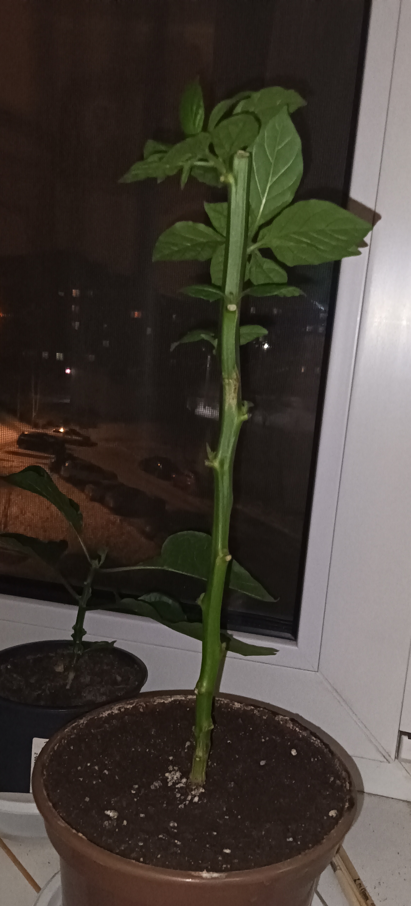 Trimming results after a month / experiments continue - My, Pruning, Vegetable garden on the windowsill, Hot peppers, Pepper